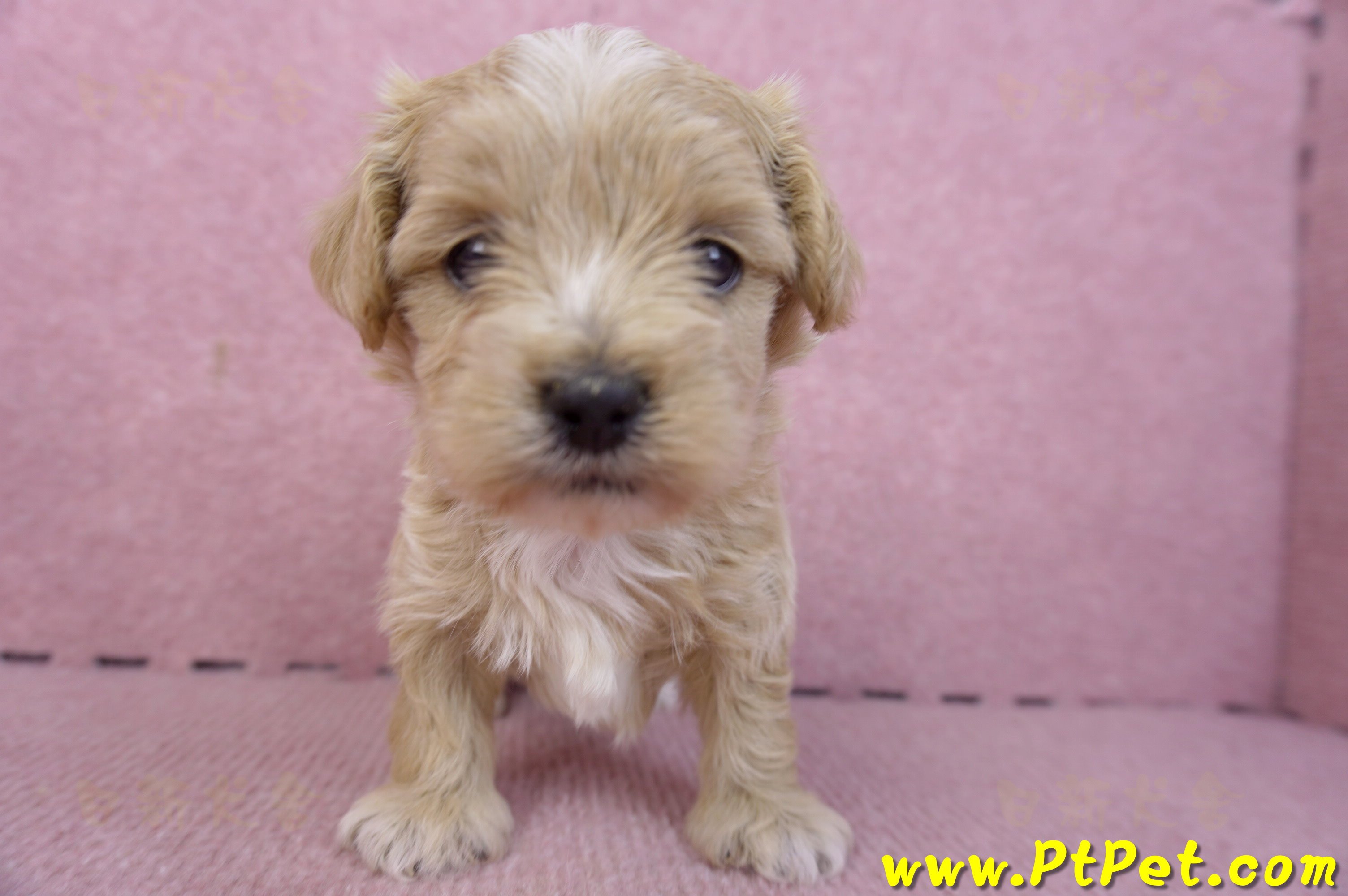 02/20馬爾泰迪母幼犬2號