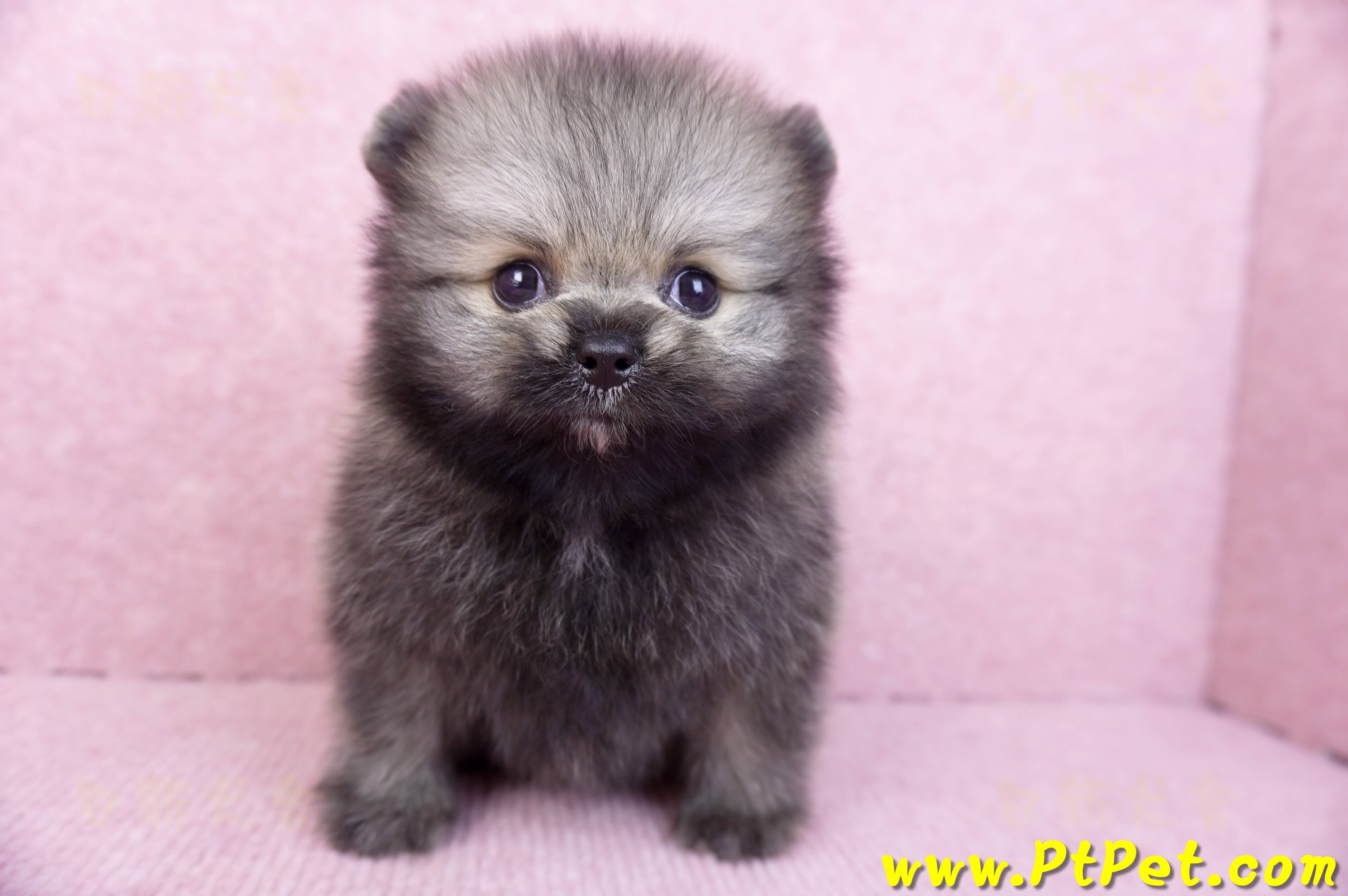 07/23迷你型松鼠棕博美公幼犬(桃園龍潭)