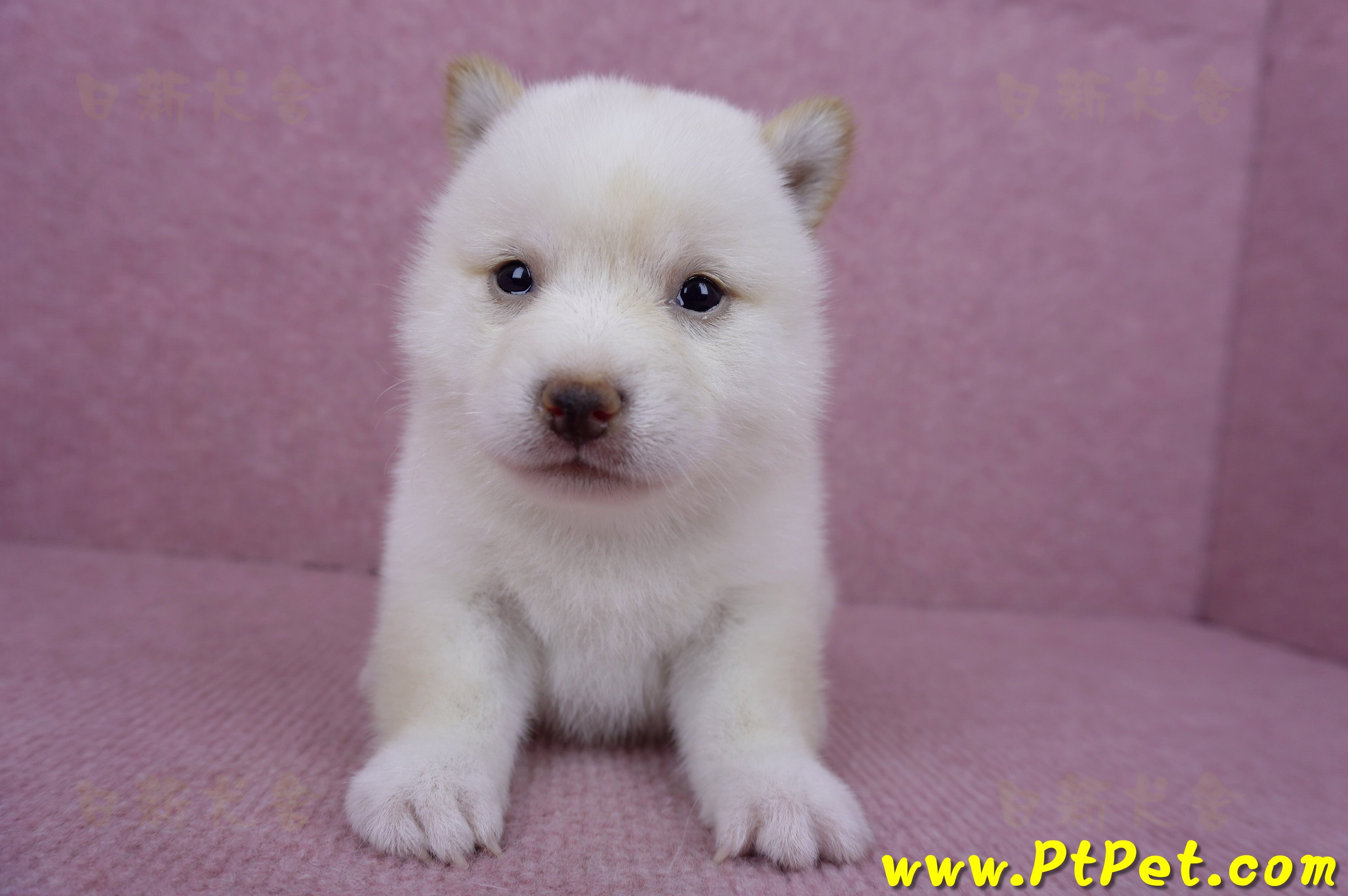 06/14白色柴犬母幼犬(苗栗市)