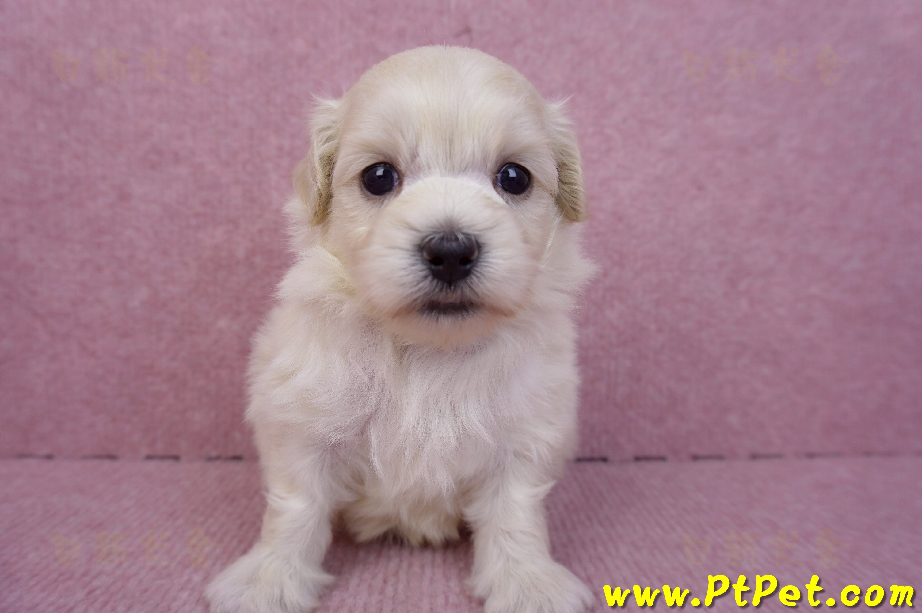 08/02奶油色馬爾泰迪公幼犬3號(嘉義朴子)