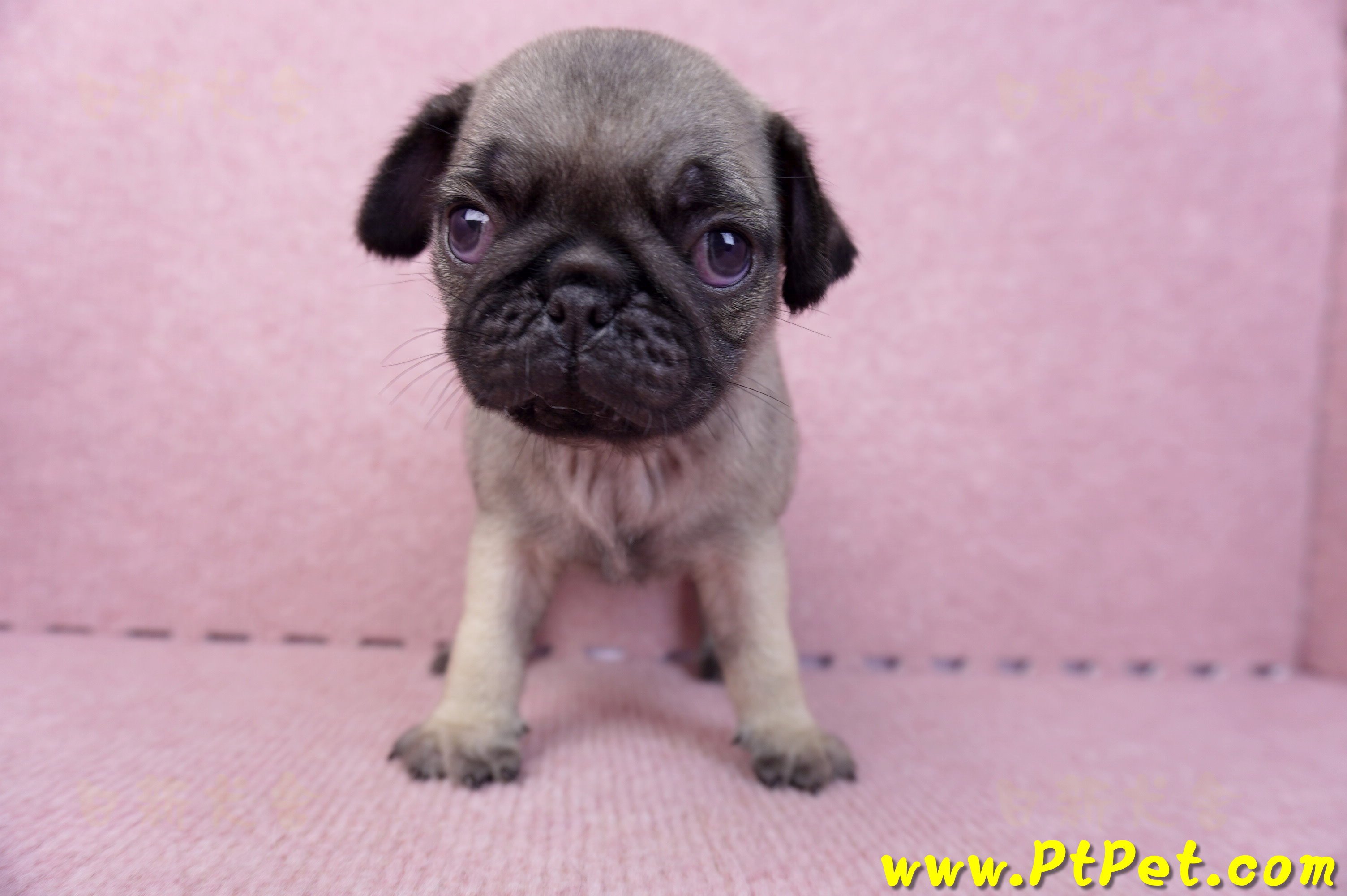 07/09巴哥公幼犬1號(新竹東區)