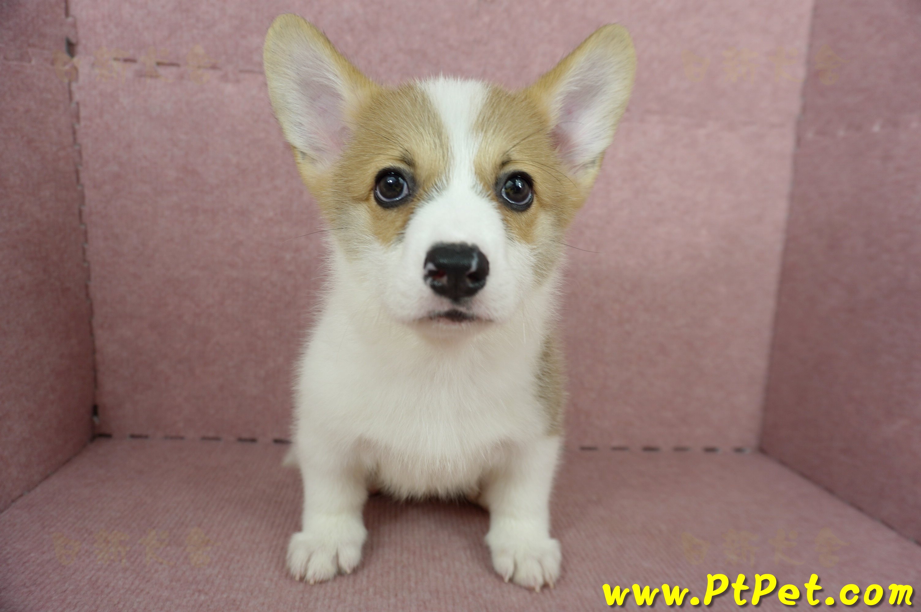 04/13雙色柯基犬公幼犬2號(桃園中壢)