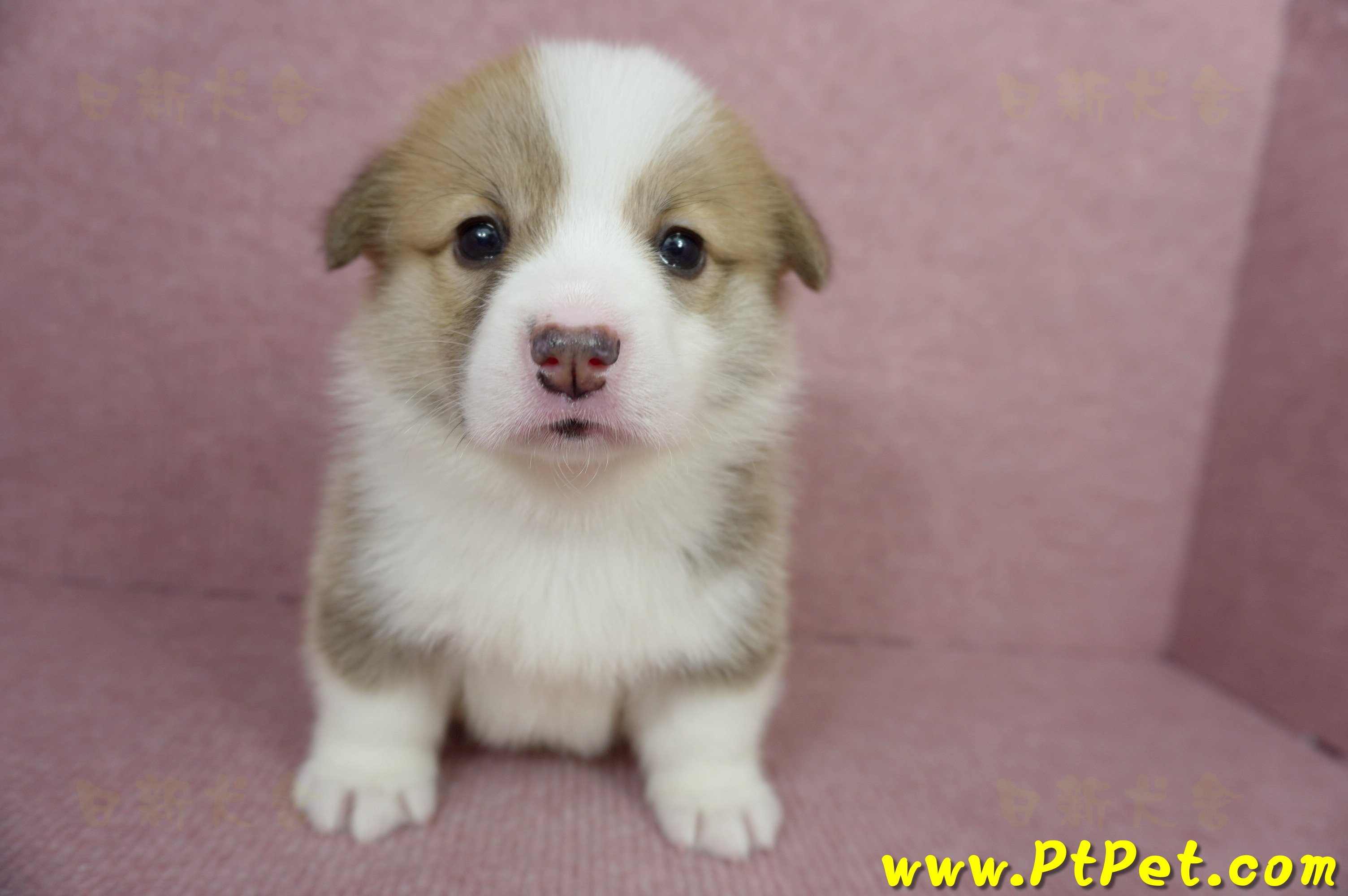 04/14雙色柯基犬母幼犬1號(高雄仁武)