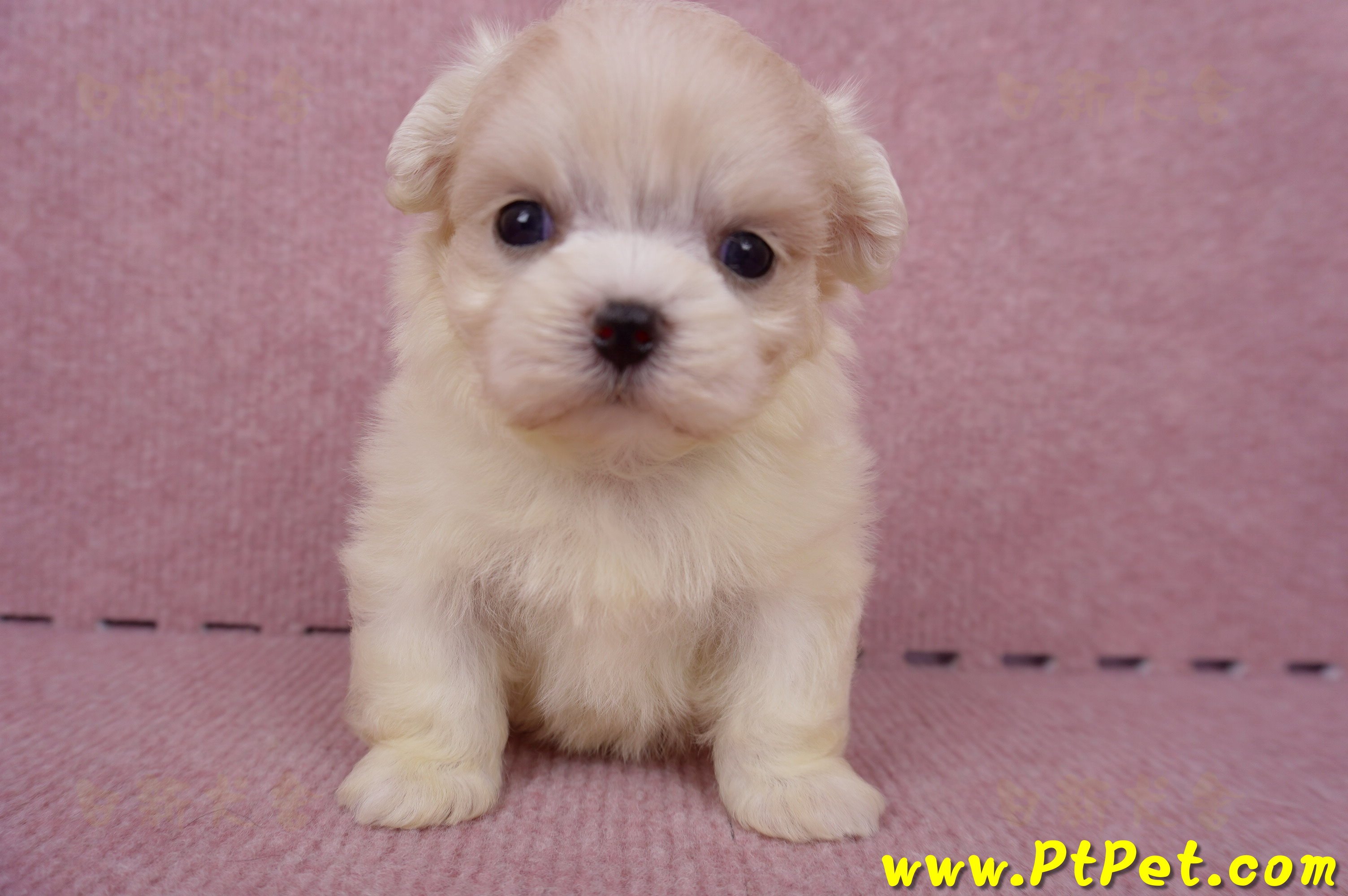 06/26迷你型馬爾濟斯 I 公幼犬2號(台中北屯)