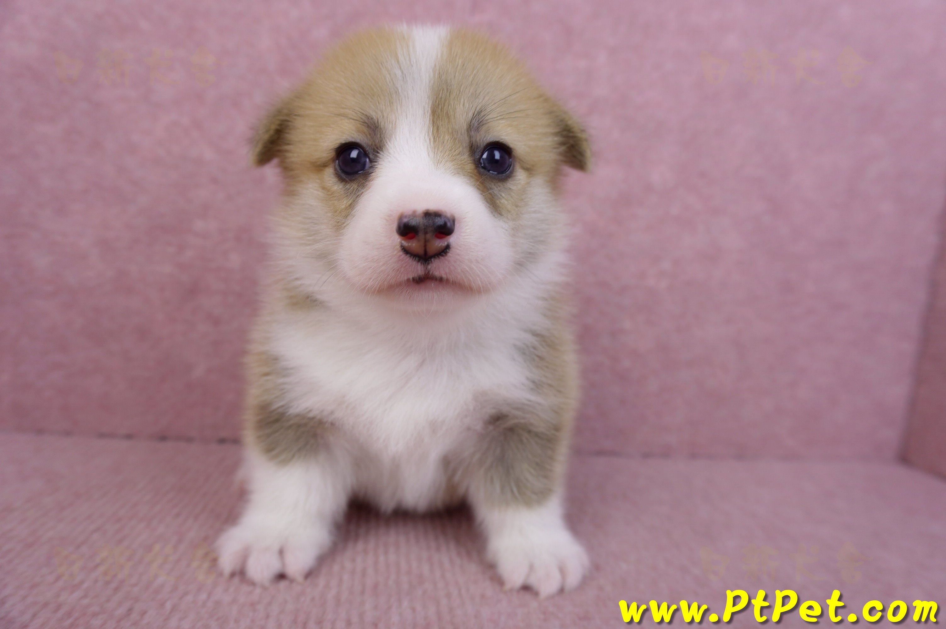 07/09雙色柯基犬母幼犬