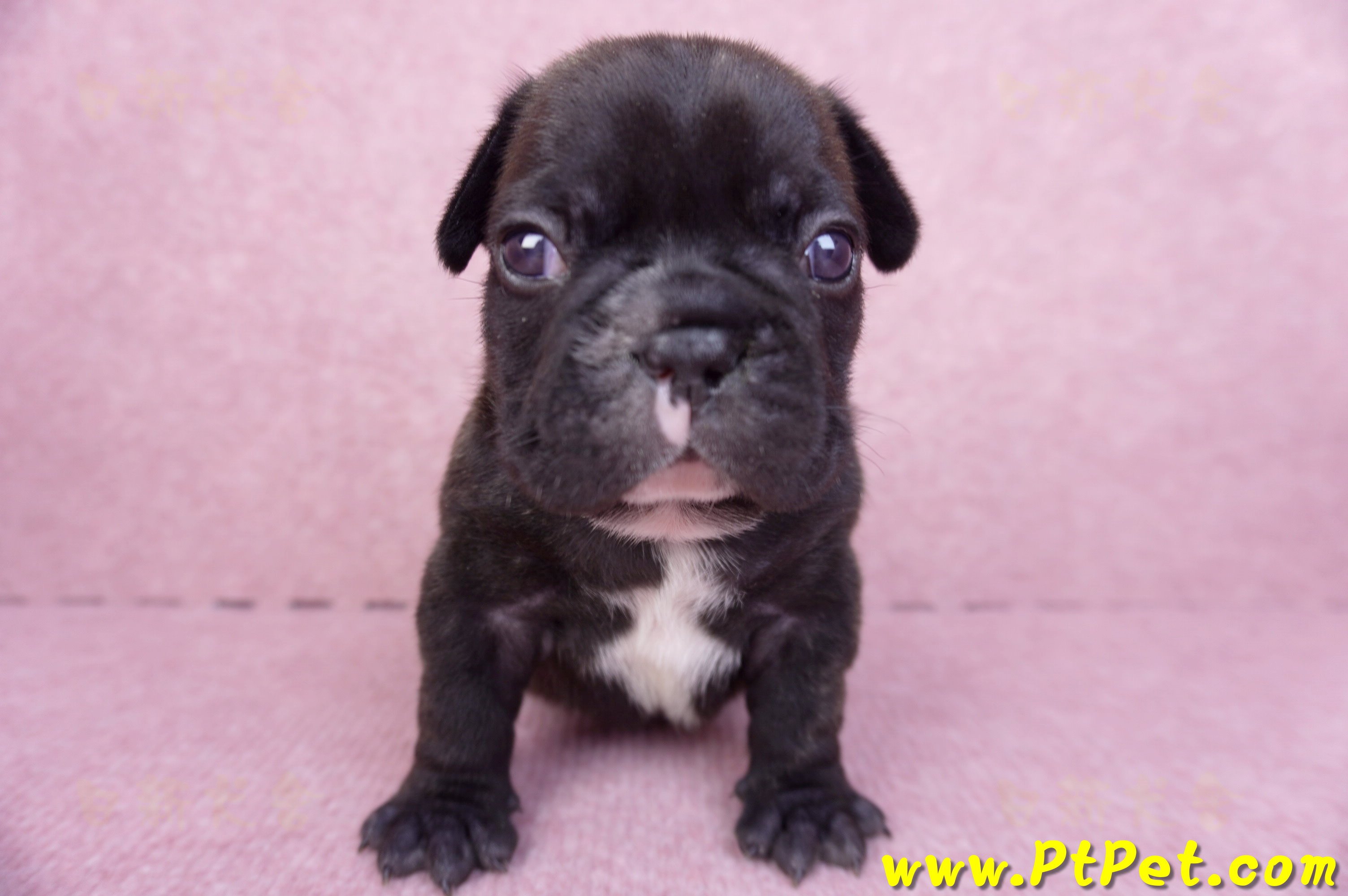 03/21虎斑色法國鬥牛公幼犬