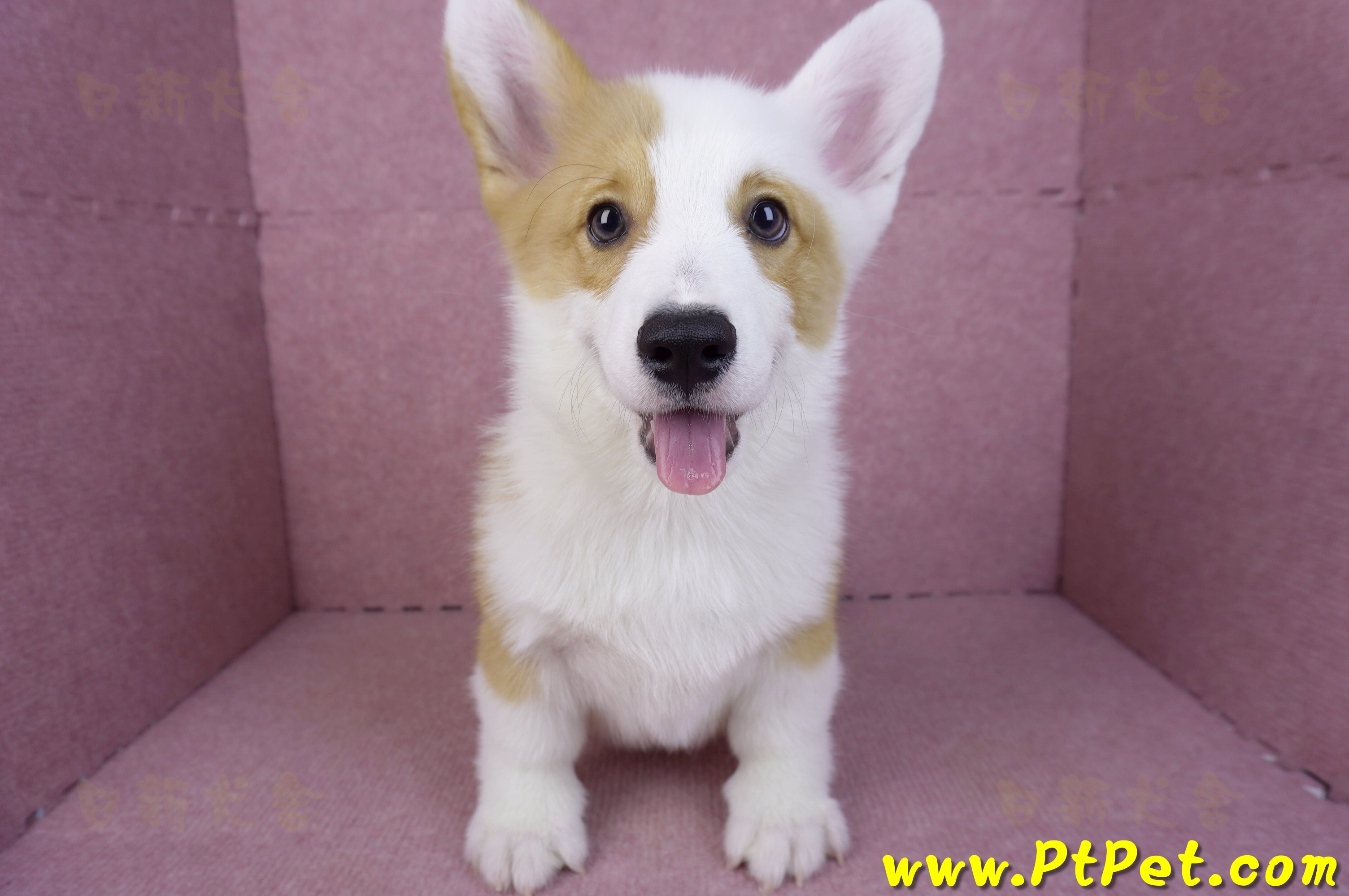 11/05雙色柯基犬公幼犬(新竹新豐)