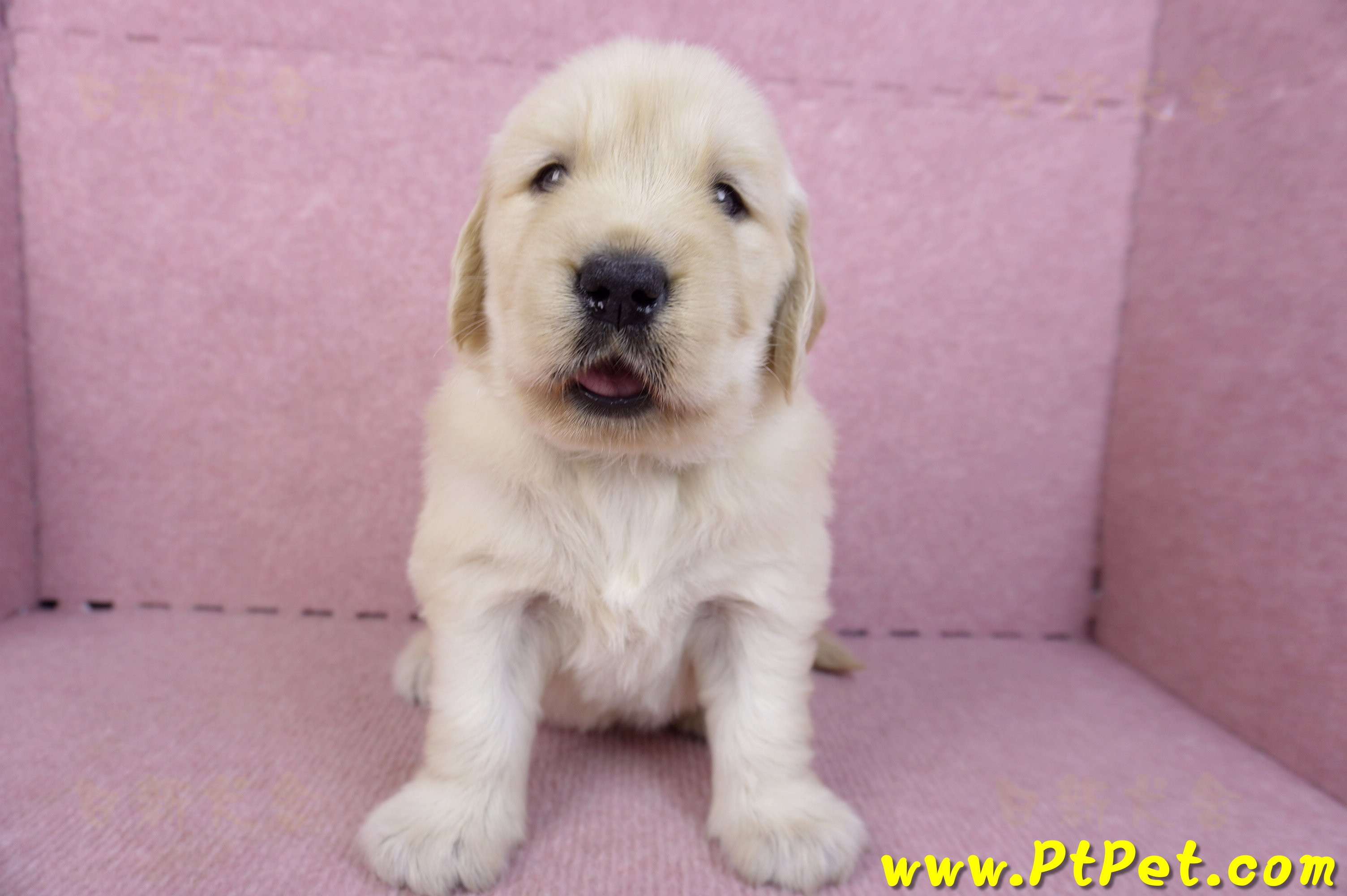 11/14黃金獵犬母幼犬1號(高雄前鎮)