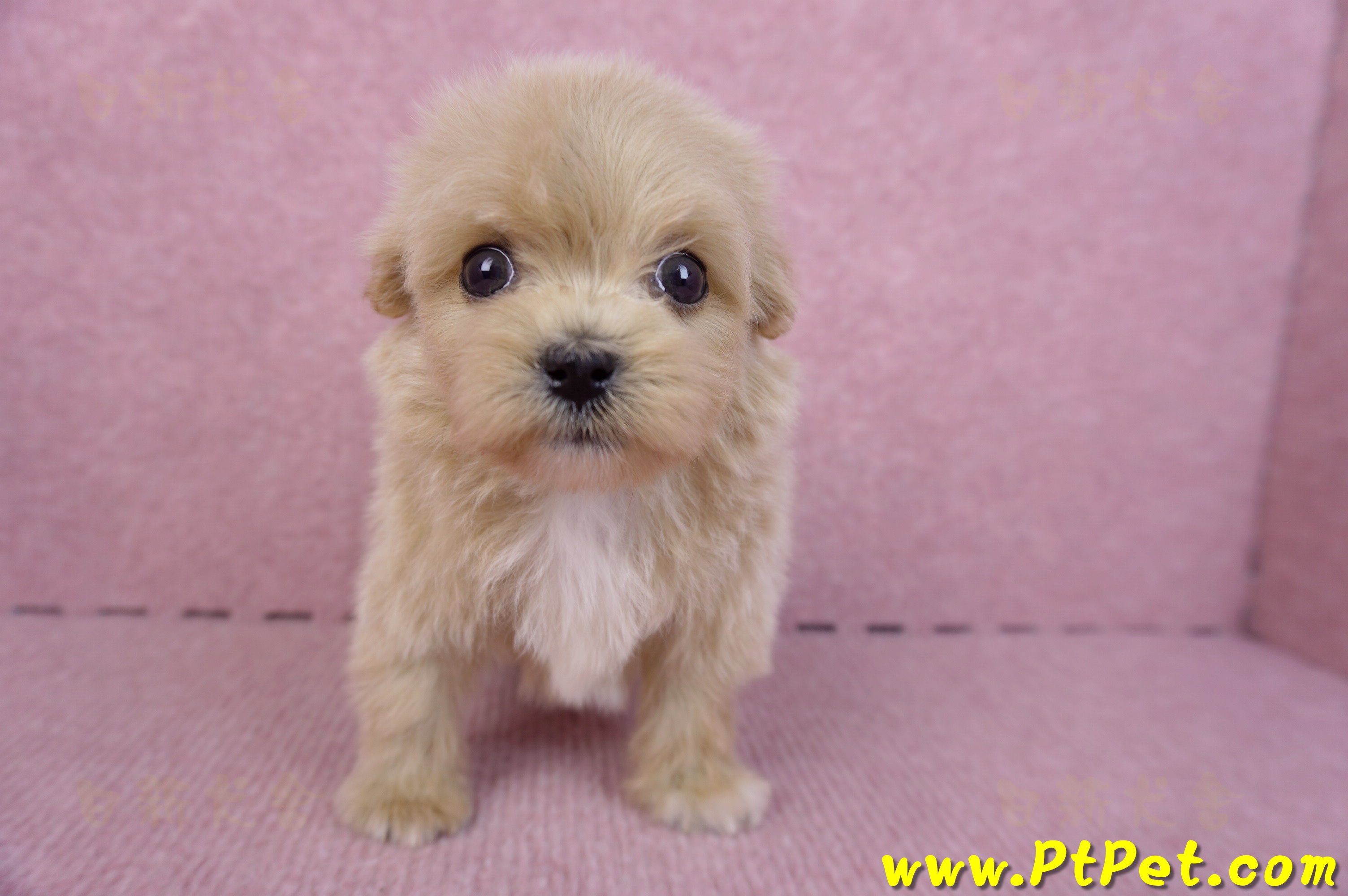 10/13馬爾泰迪公幼犬3號(高雄三民)