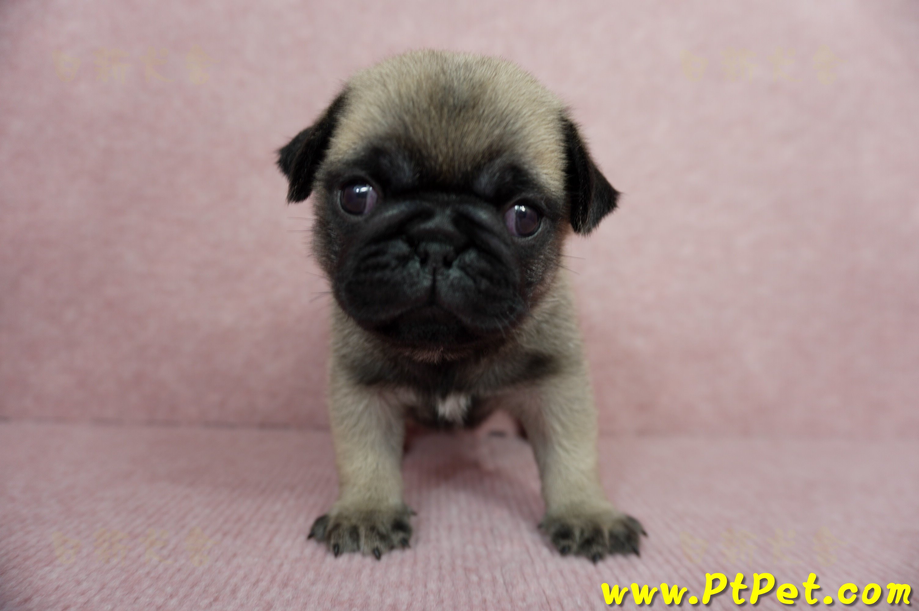 04/02巴哥公幼犬1號(桃園平鎮)