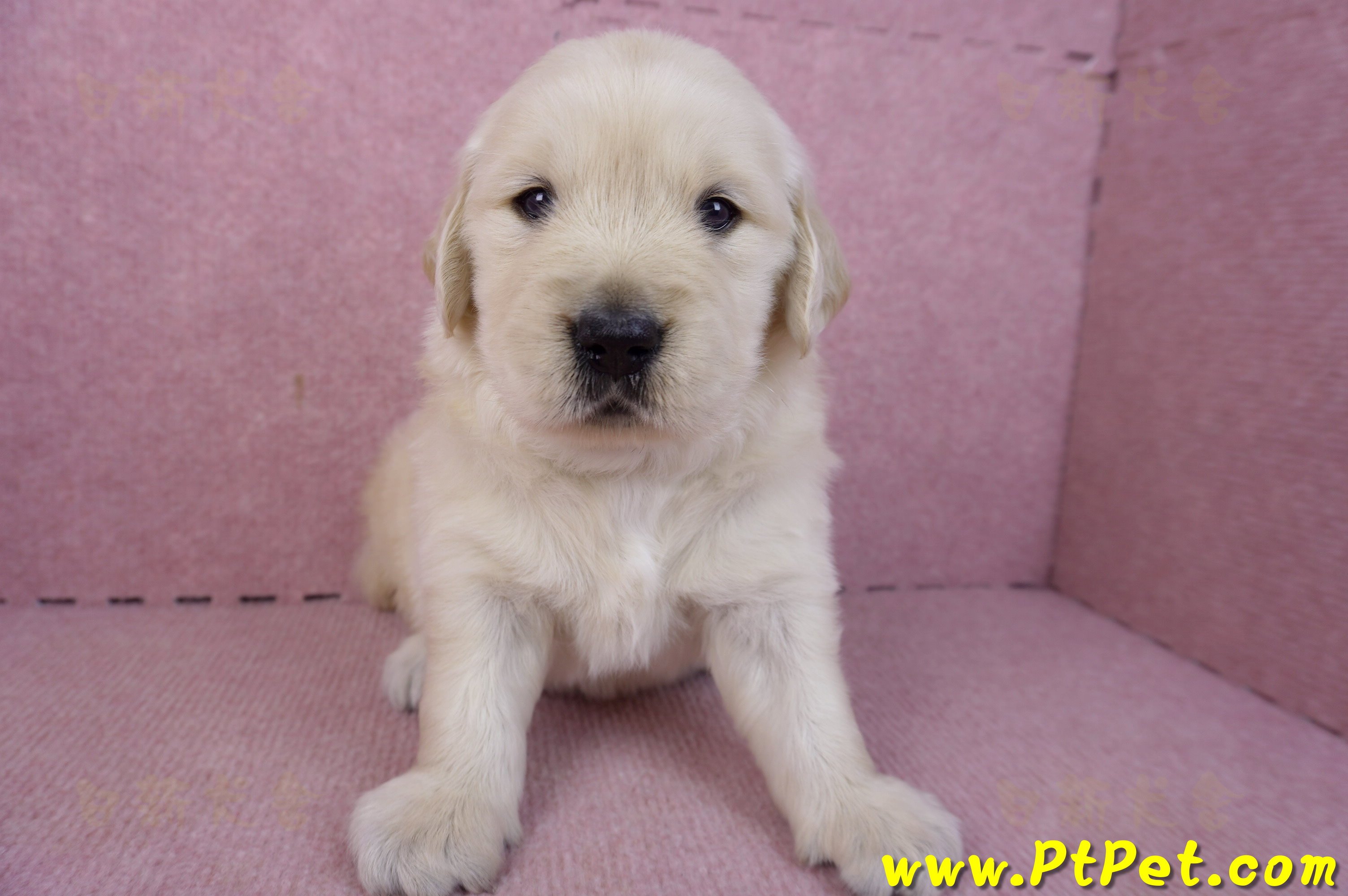 01/10黃金獵犬公幼犬3號