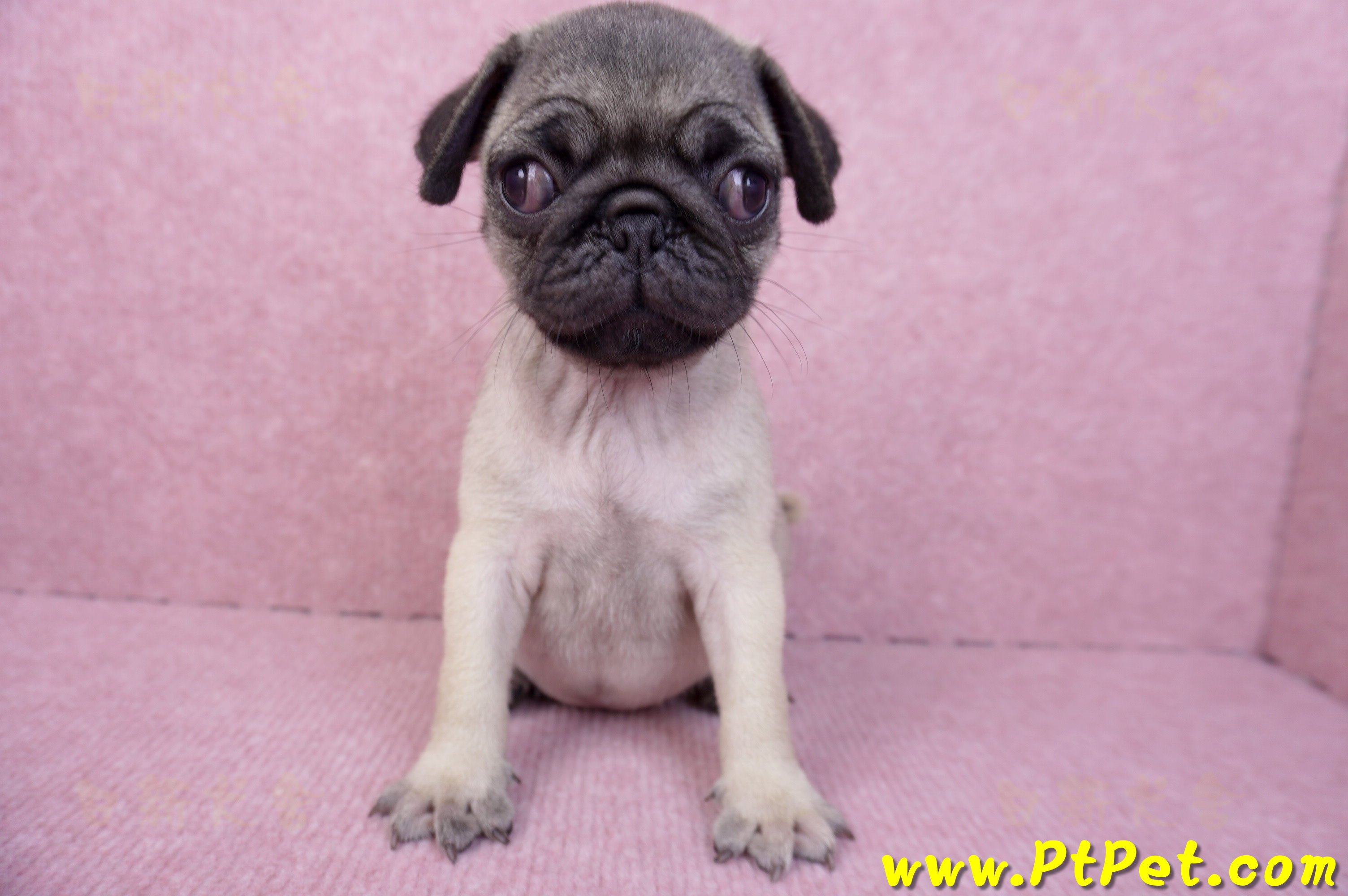 07/09巴哥母幼犬(新竹竹北)