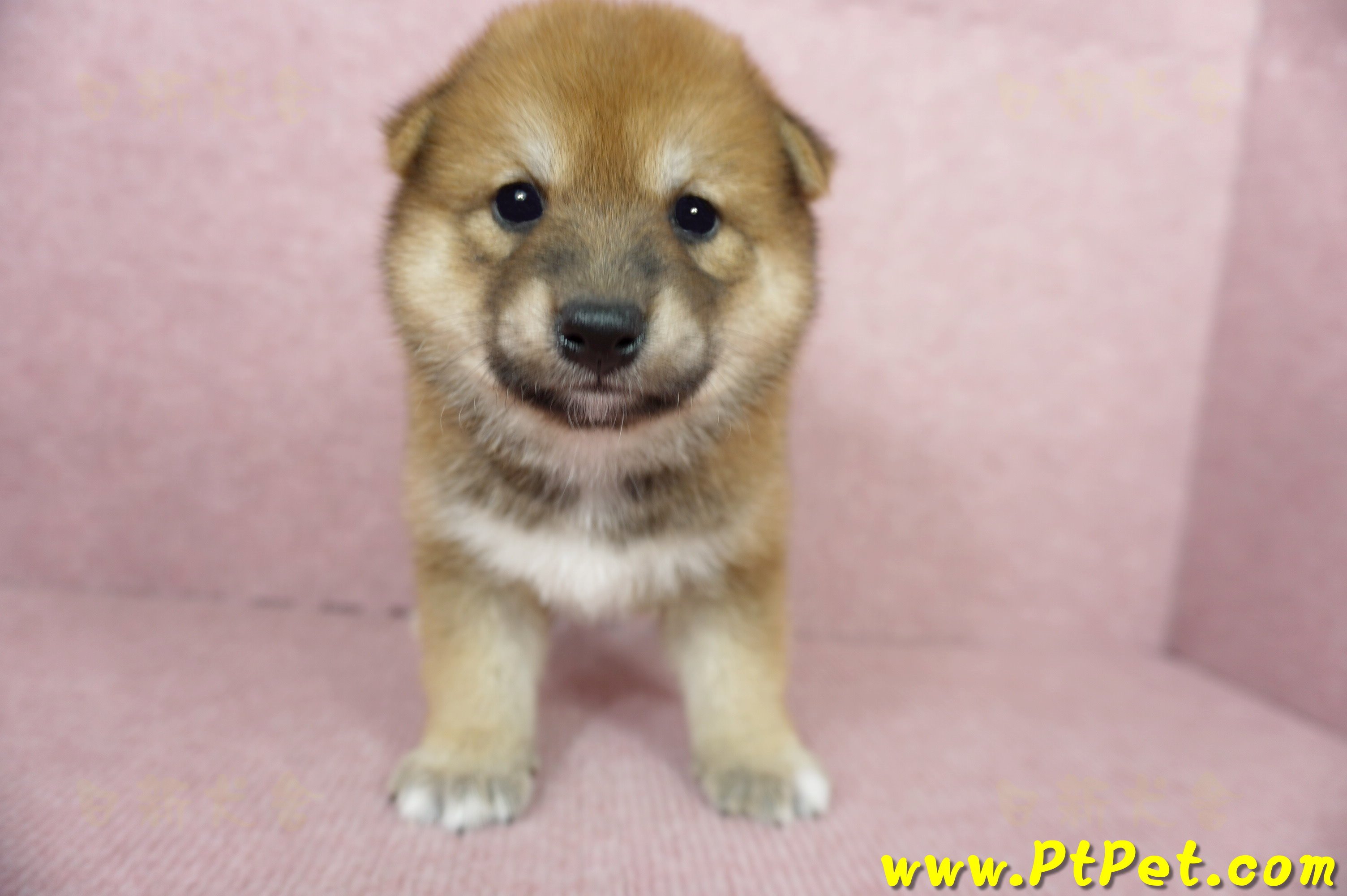 06/04赤色長毛柴犬母幼犬(桃園八德)