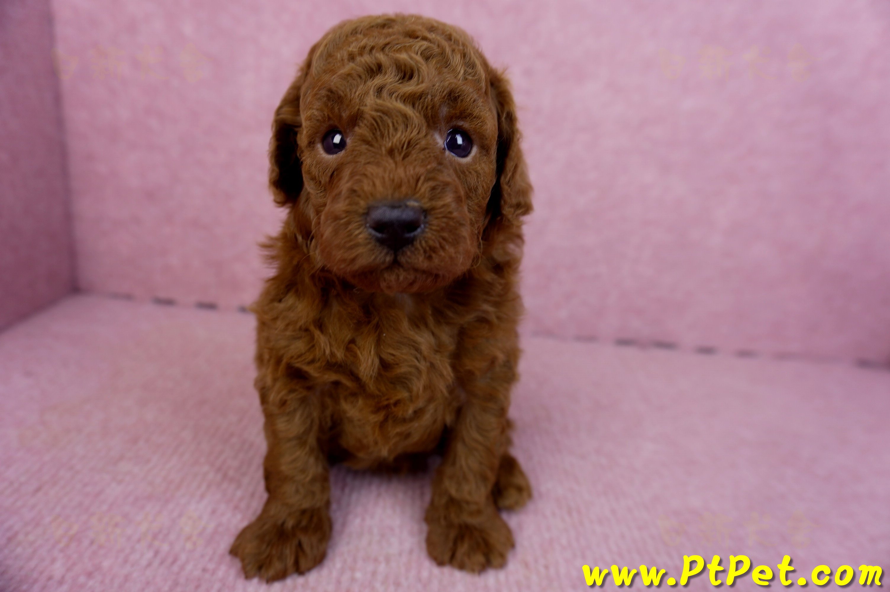 01/26紅貴賓公幼犬(新北深坑)