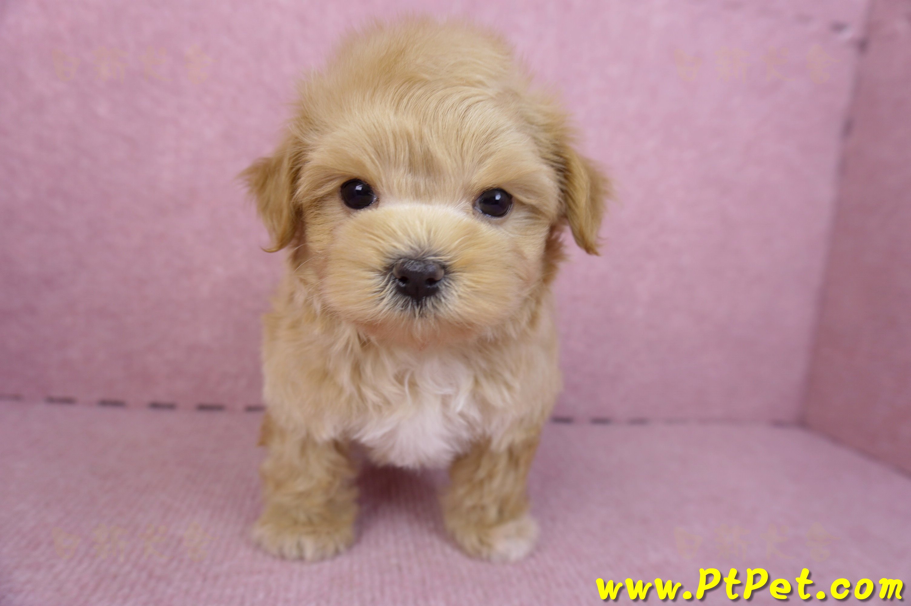 11/23馬爾泰迪公幼犬3號