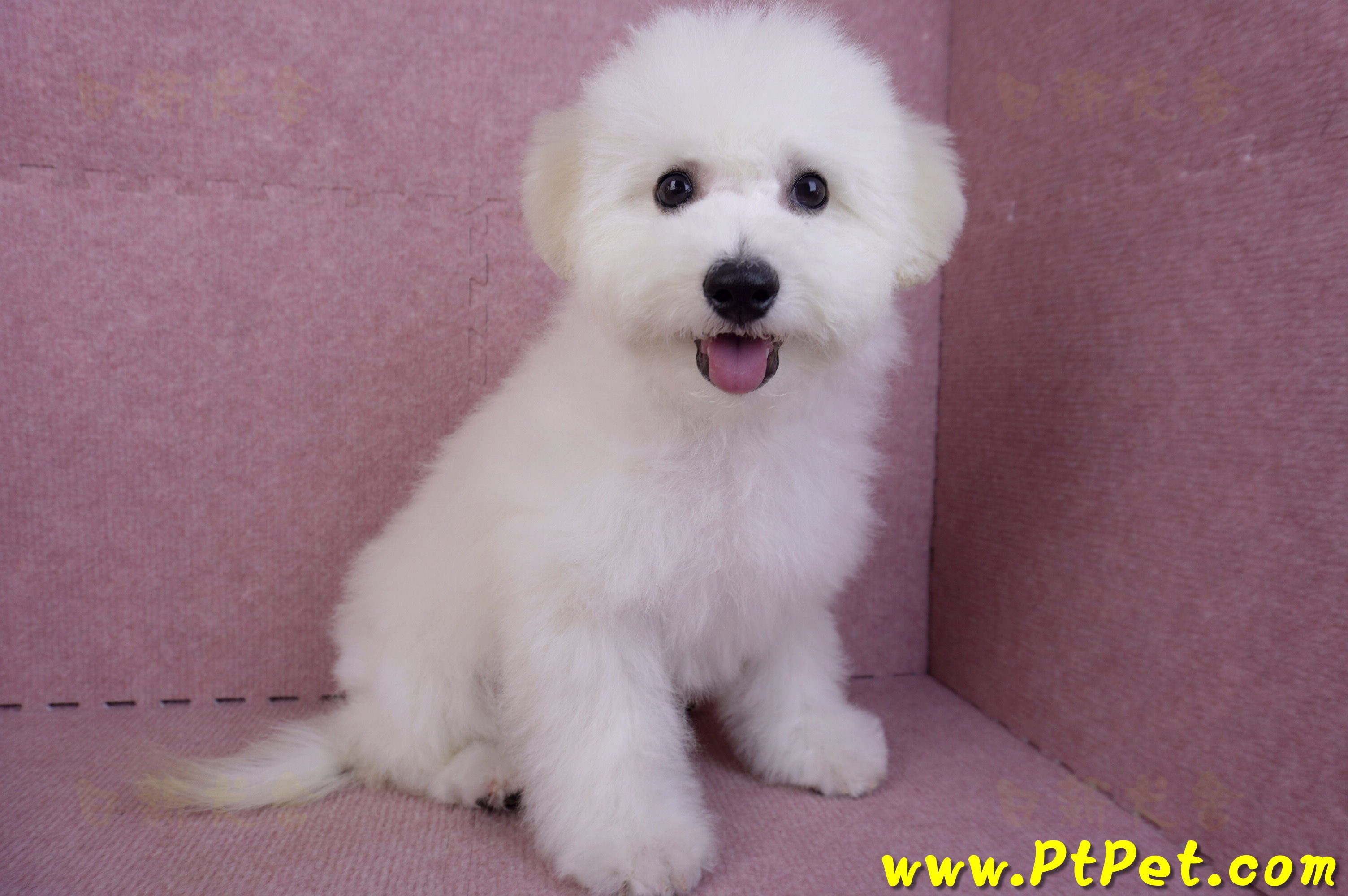 07/22比熊犬公幼犬(屏東市)