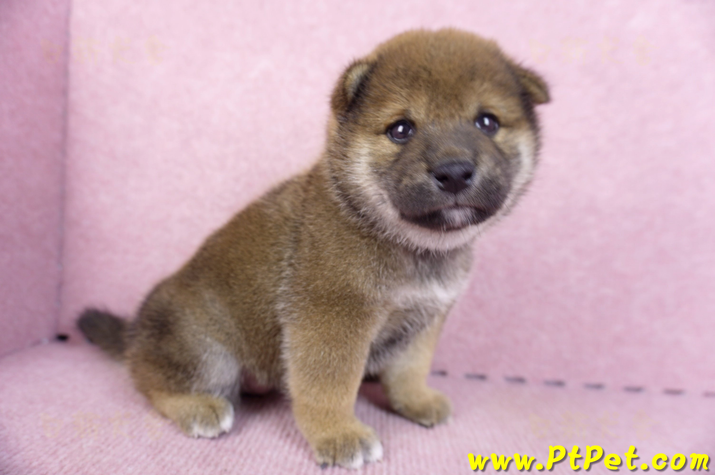 11/19赤色柴犬母幼犬(新北五股)