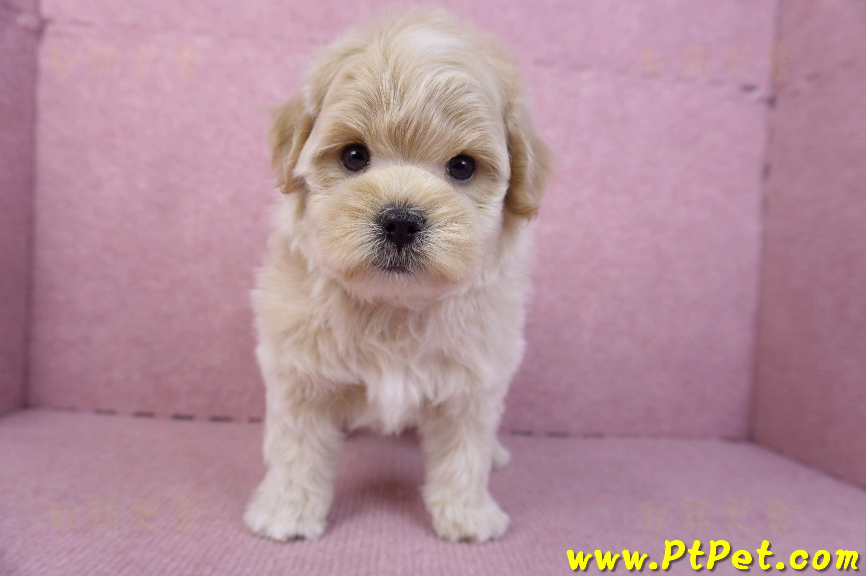 11/23馬爾泰迪公幼犬2號