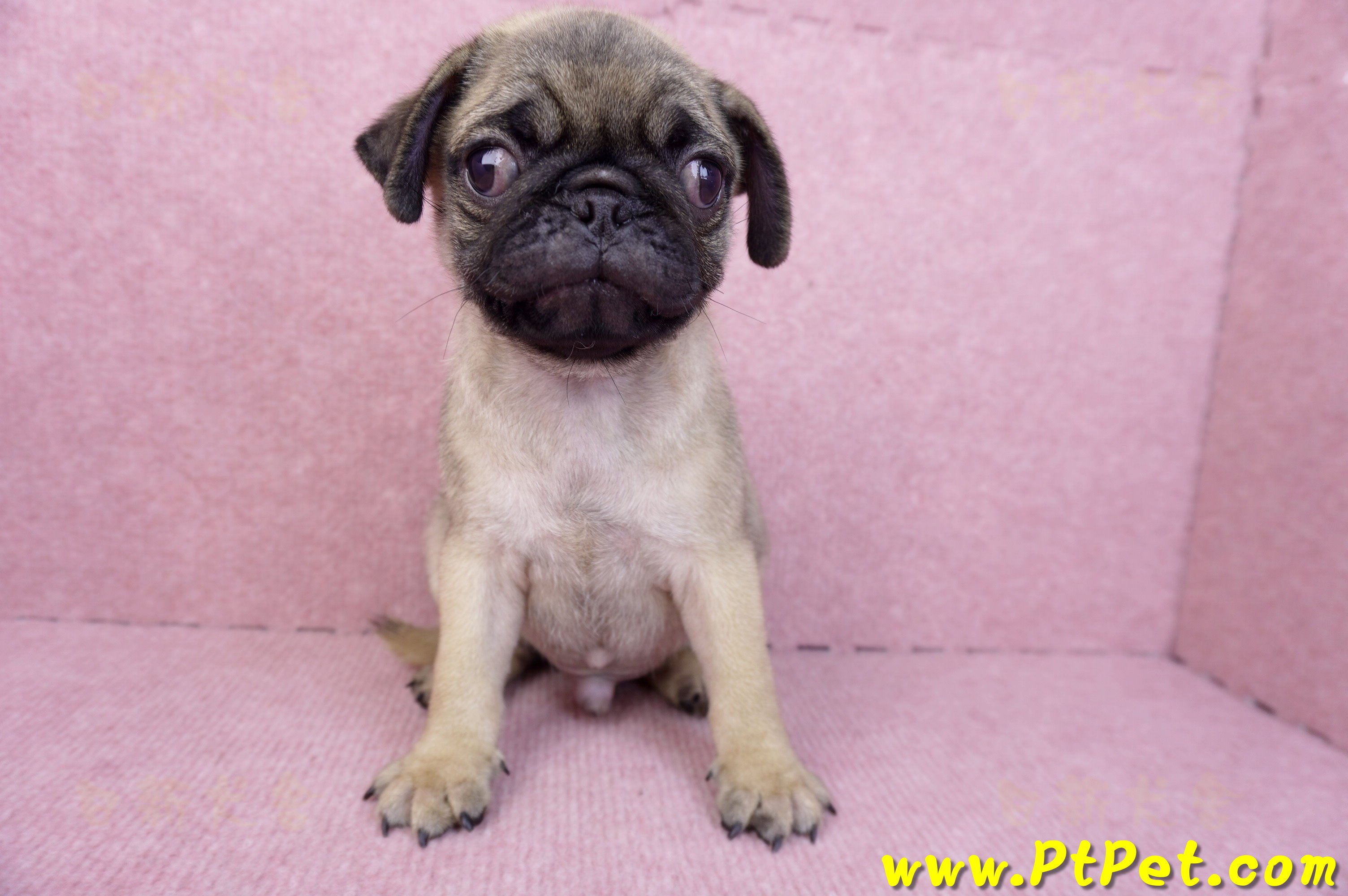 07/09巴哥公幼犬(台北文山)