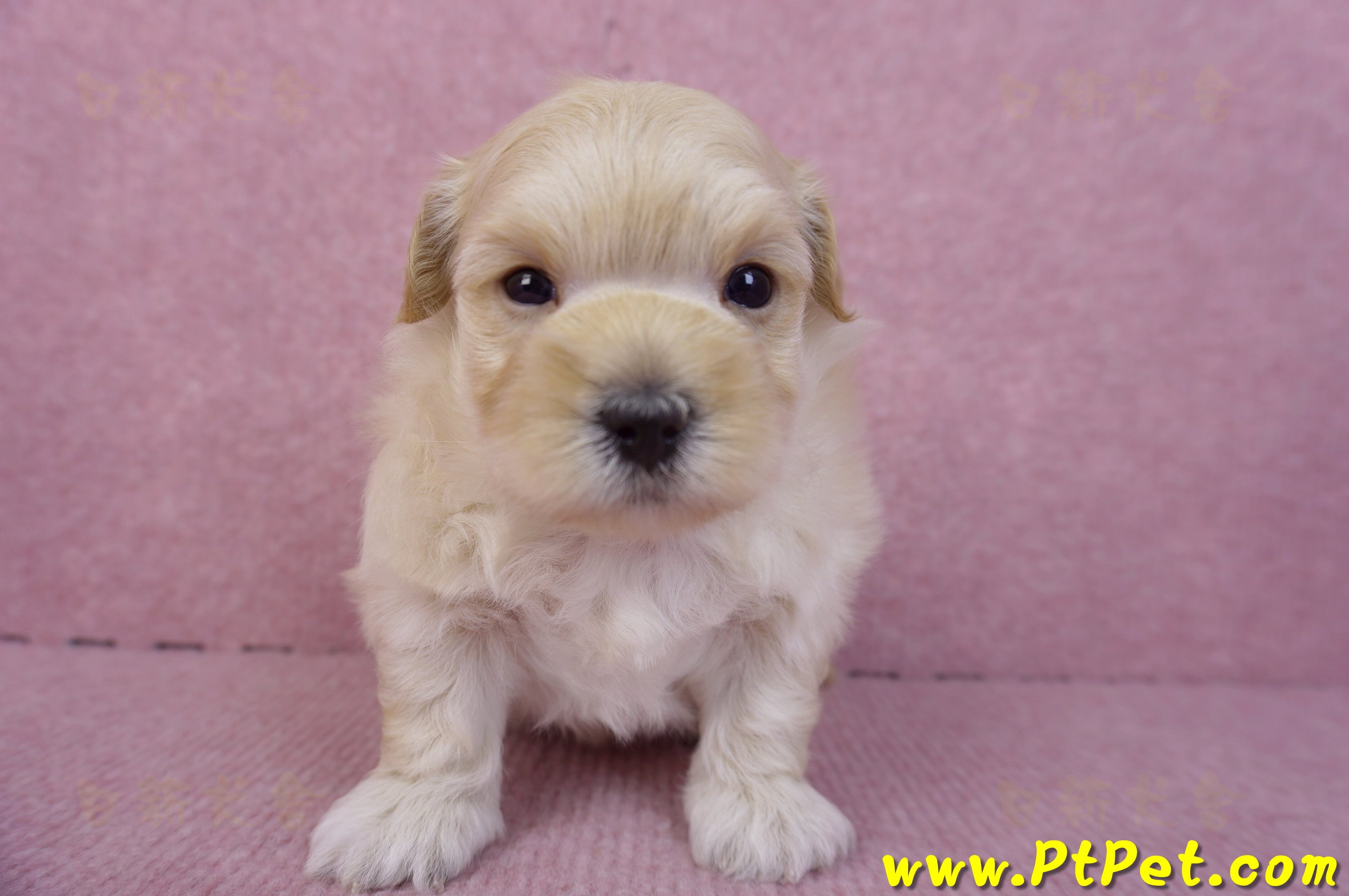 11/23馬爾泰迪公幼犬2號(高雄左營)