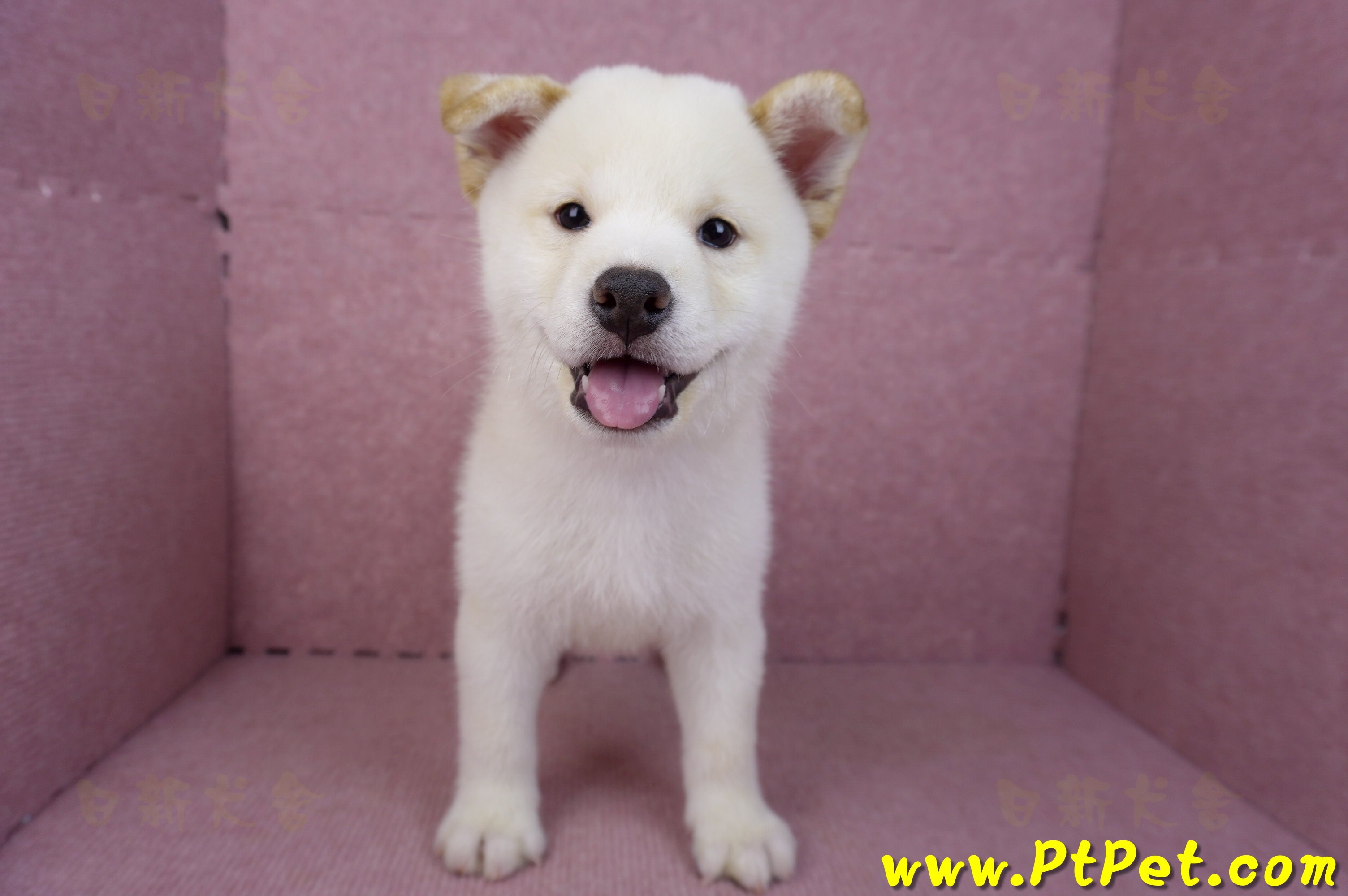 07/22白色柴犬公幼犬