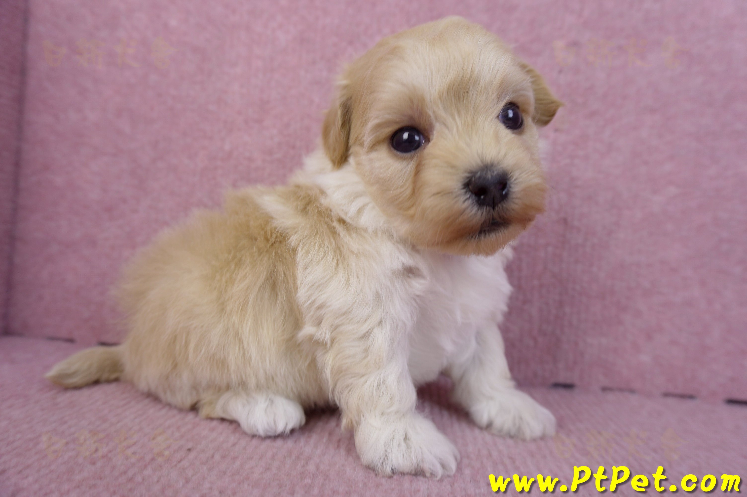 12/10馬爾泰迪公幼犬3號