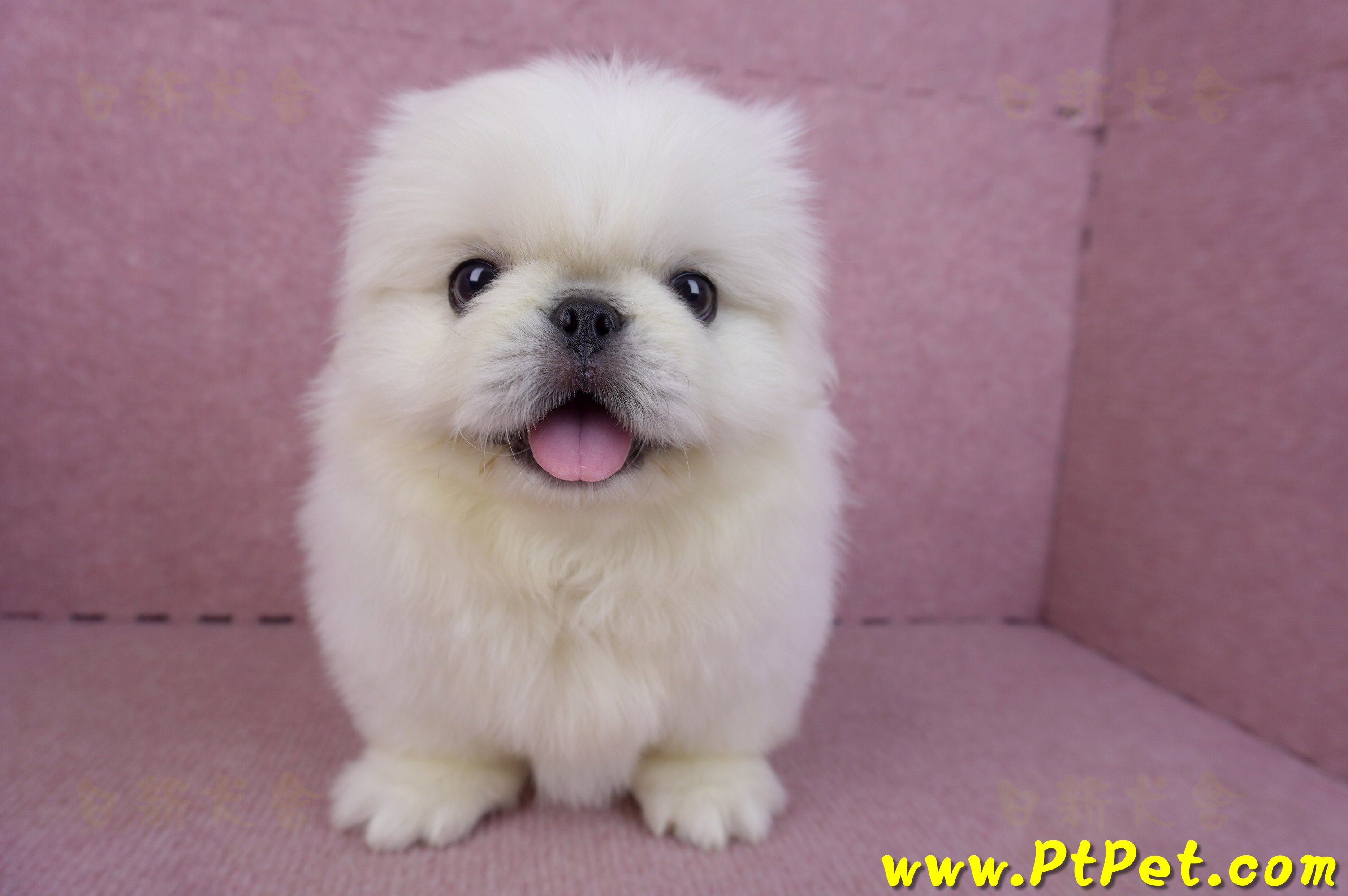 12/17北京狗公幼犬