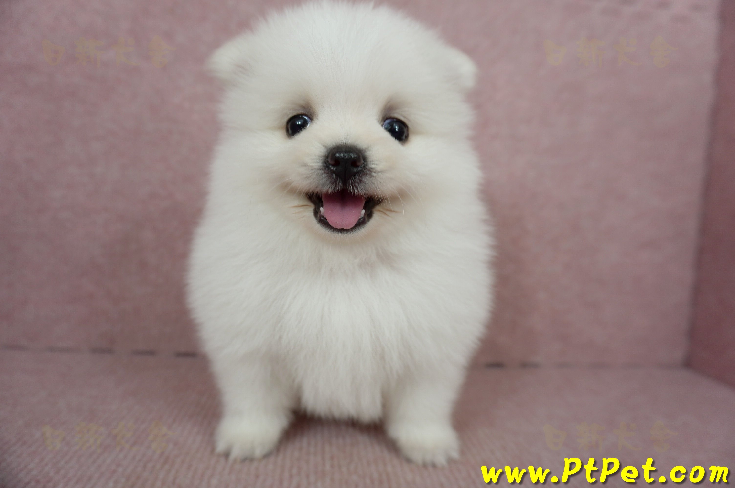 02/11迷你型松鼠白博美公幼犬(桃園市)