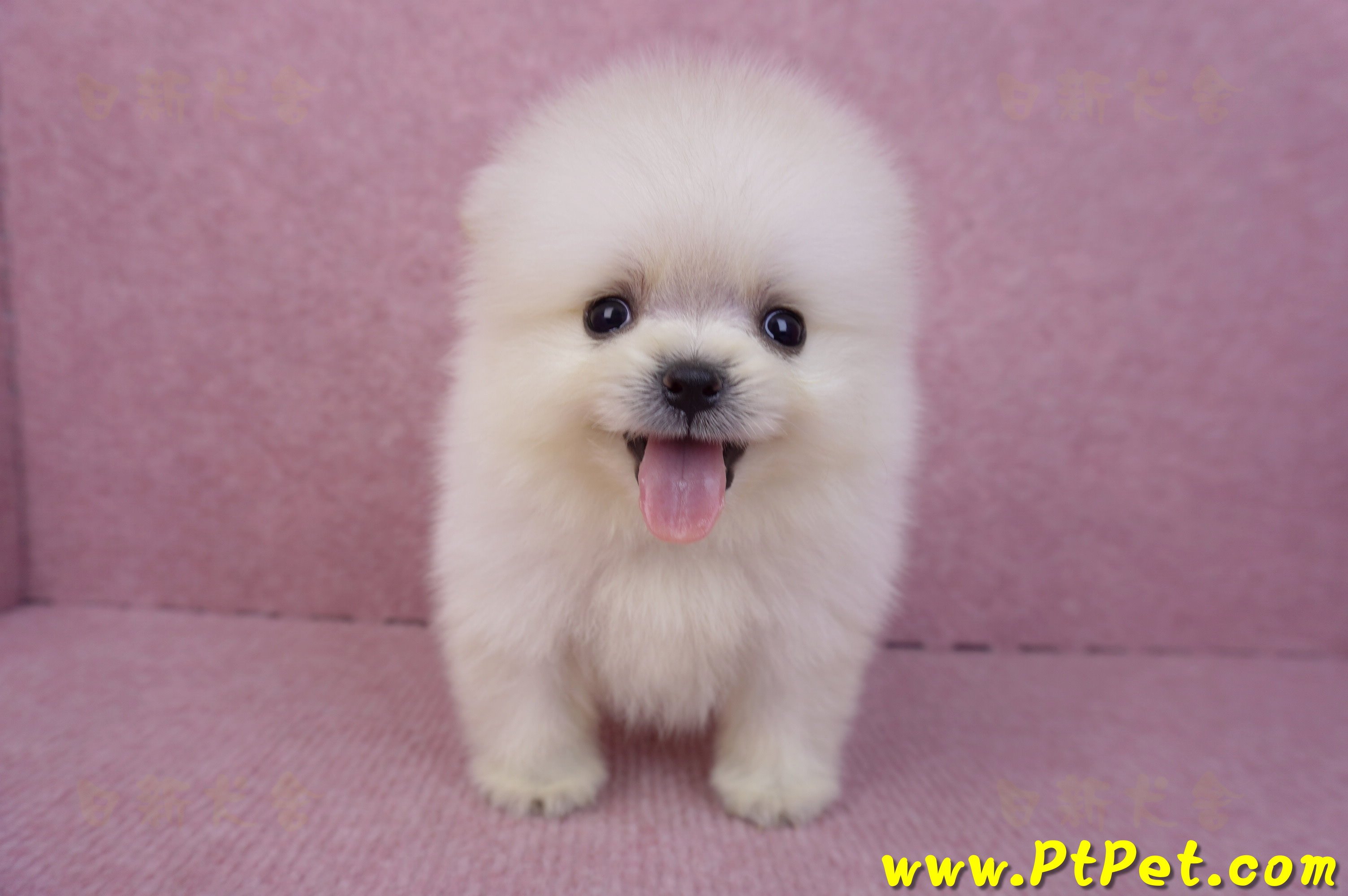 07/23迷你型松鼠白博美公幼犬(新竹香山)