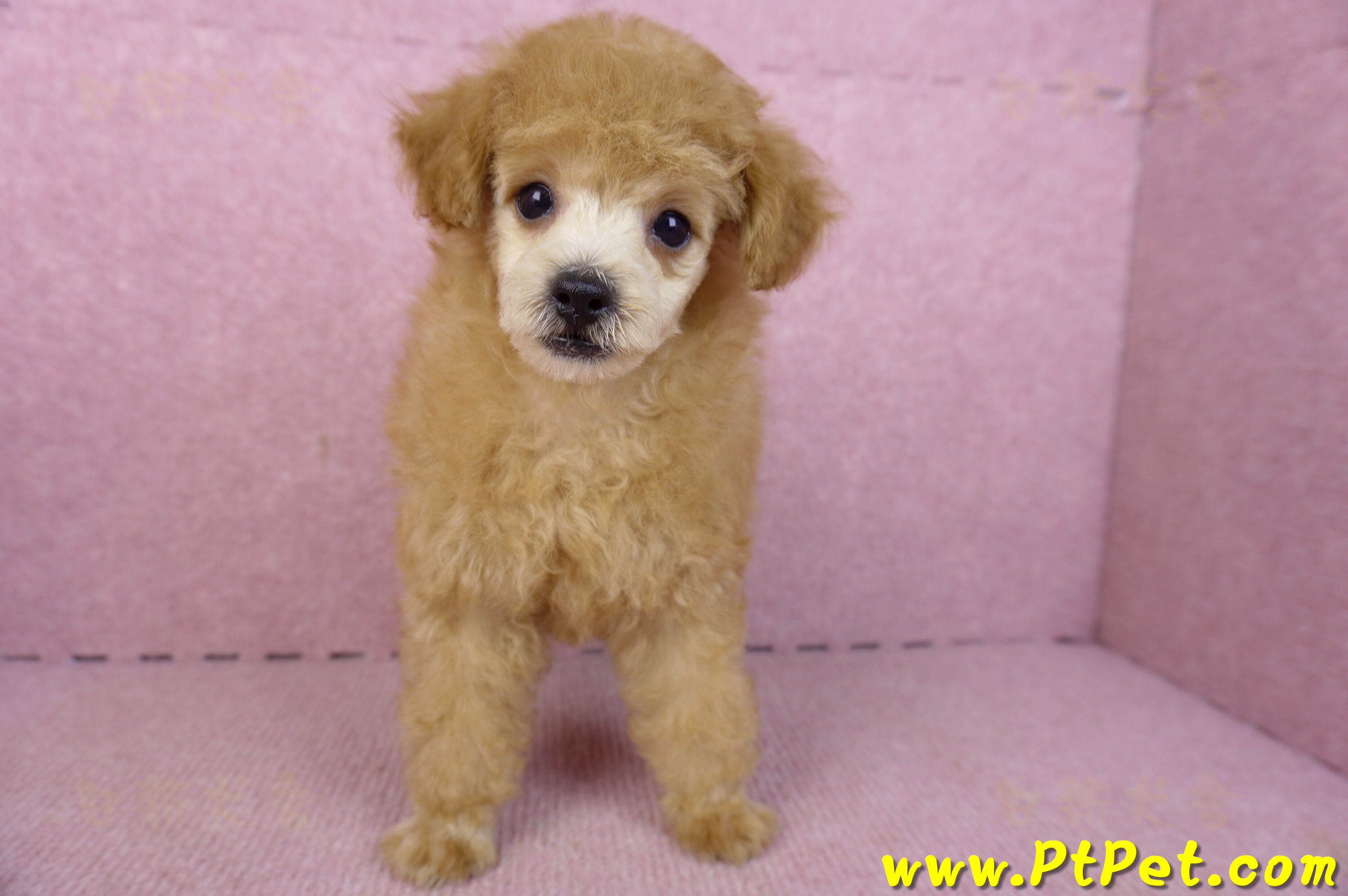 02/11奶油貴賓母幼犬