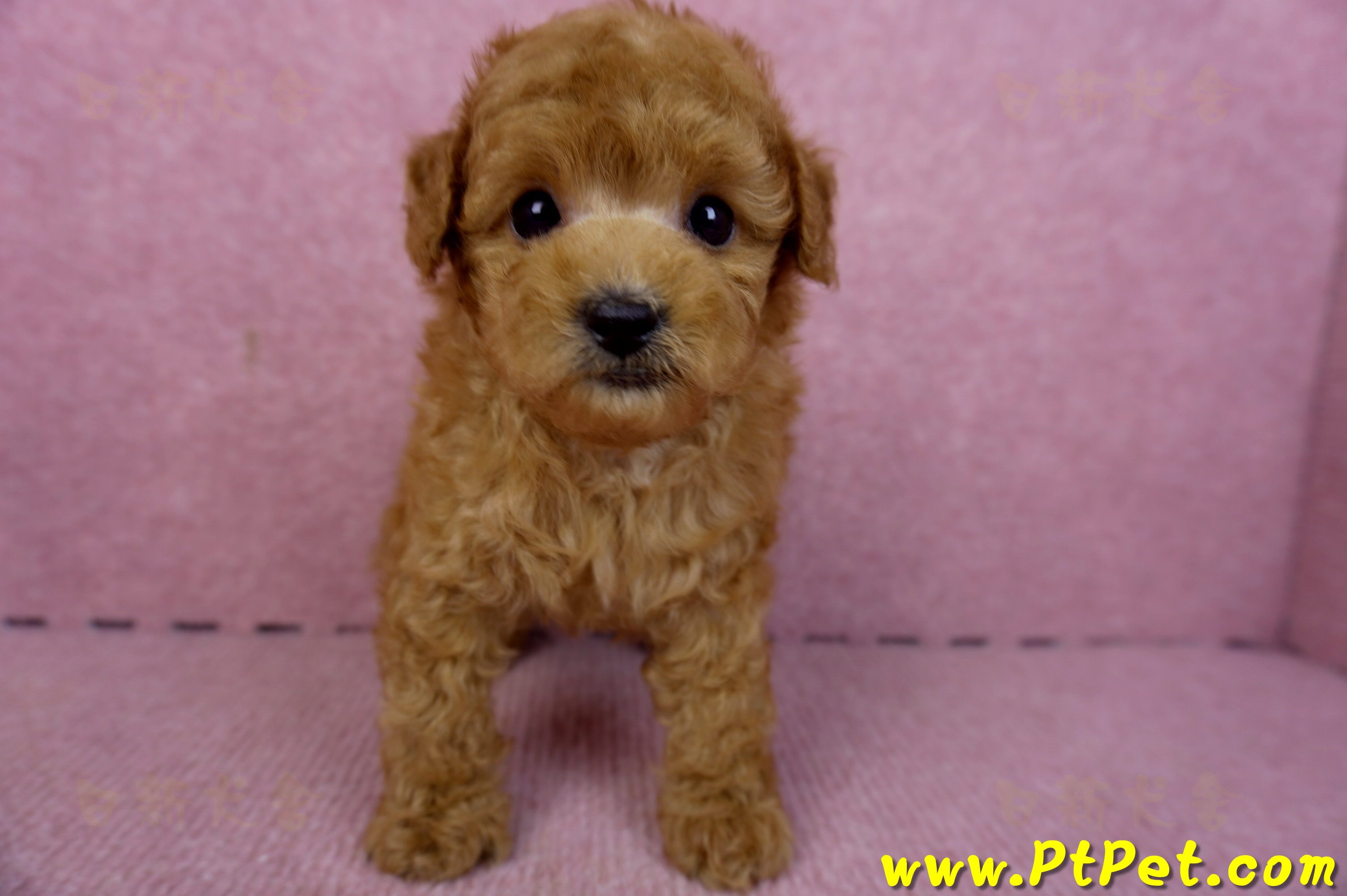 02/11紅貴賓公幼犬2號