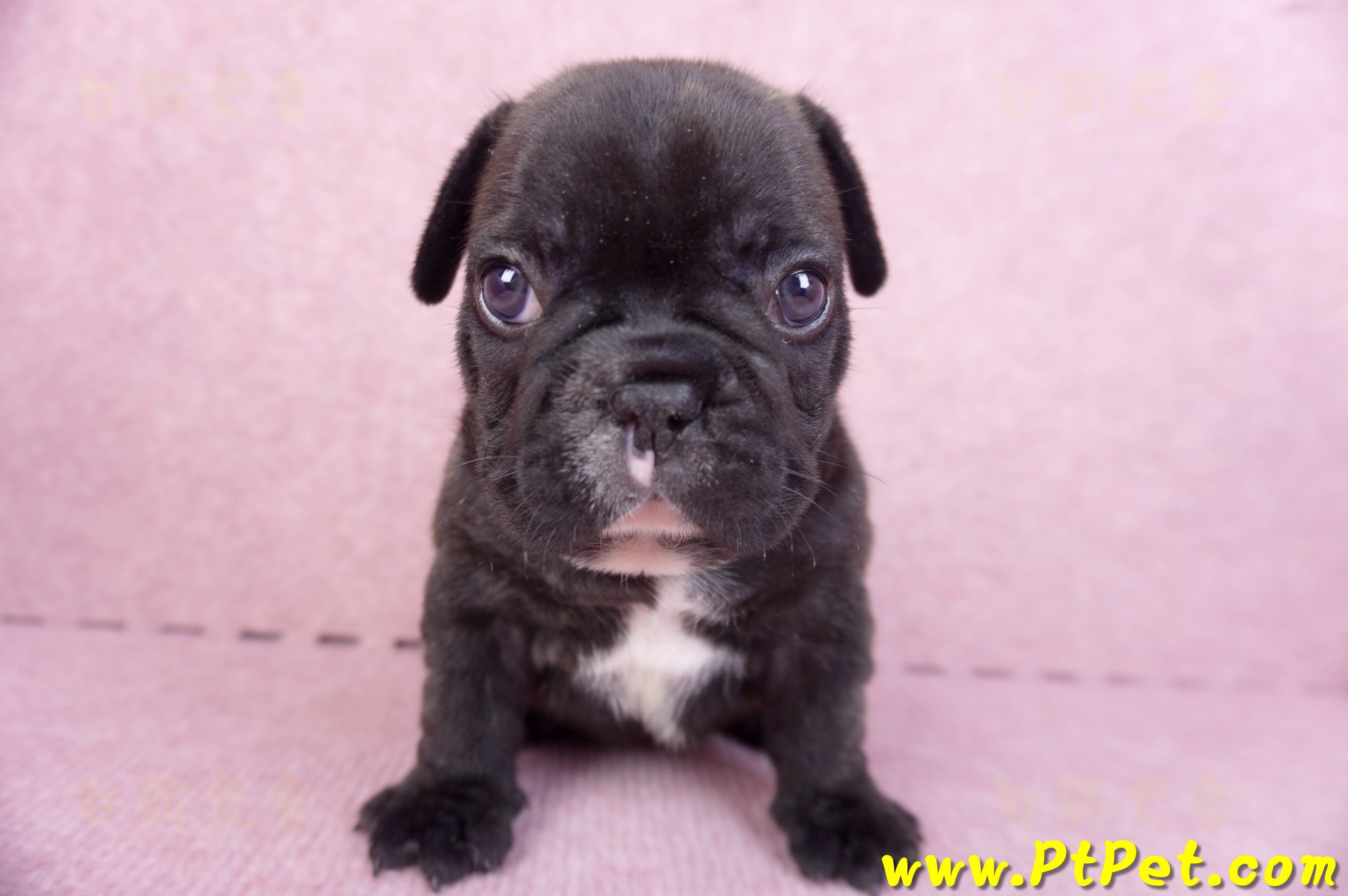 03/21虎斑色法國鬥牛公幼犬