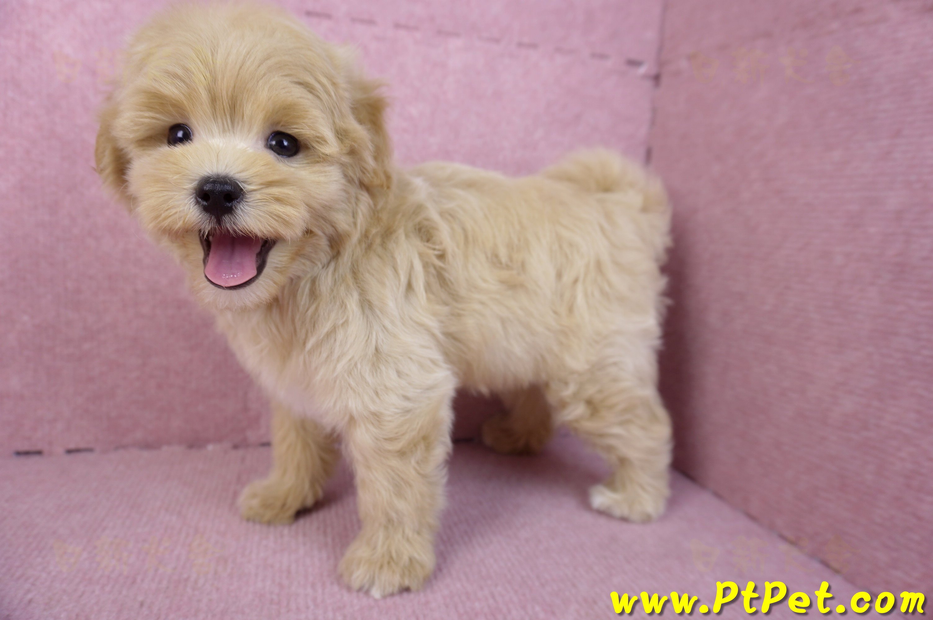 11/23馬爾泰迪公幼犬1號(高雄茂林)