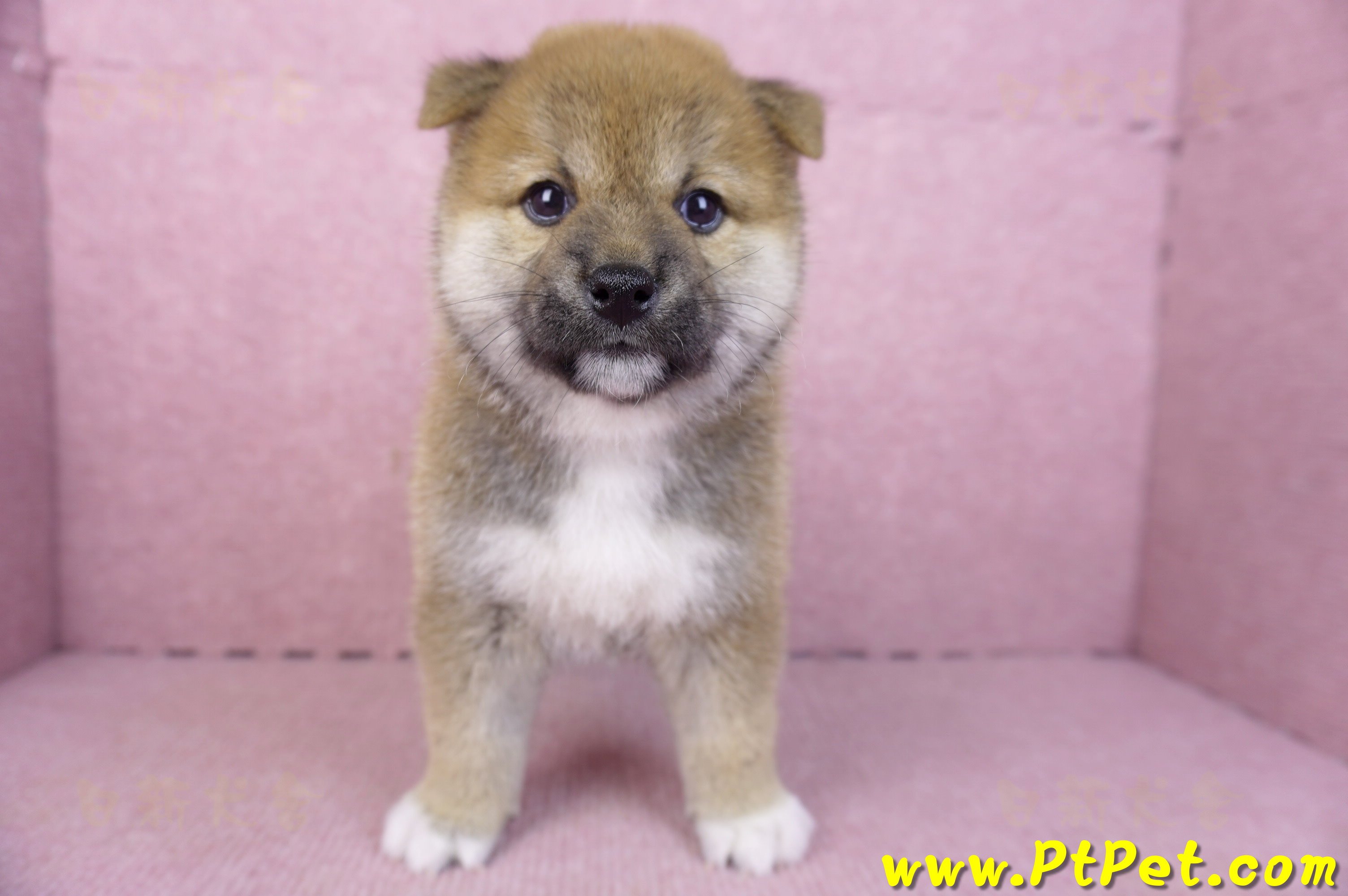 01/11赤色柴犬母幼犬1號