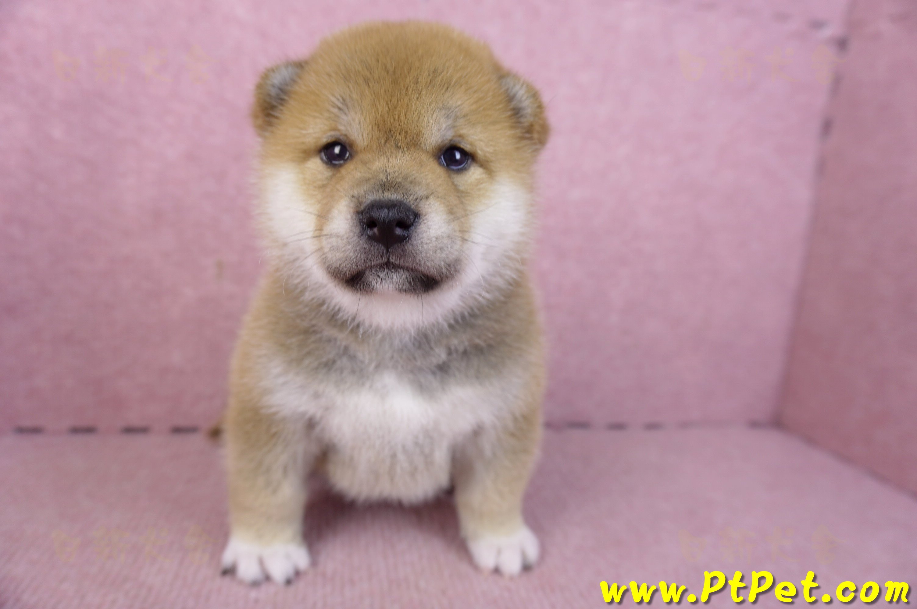 02/06赤色柴犬母幼犬2號