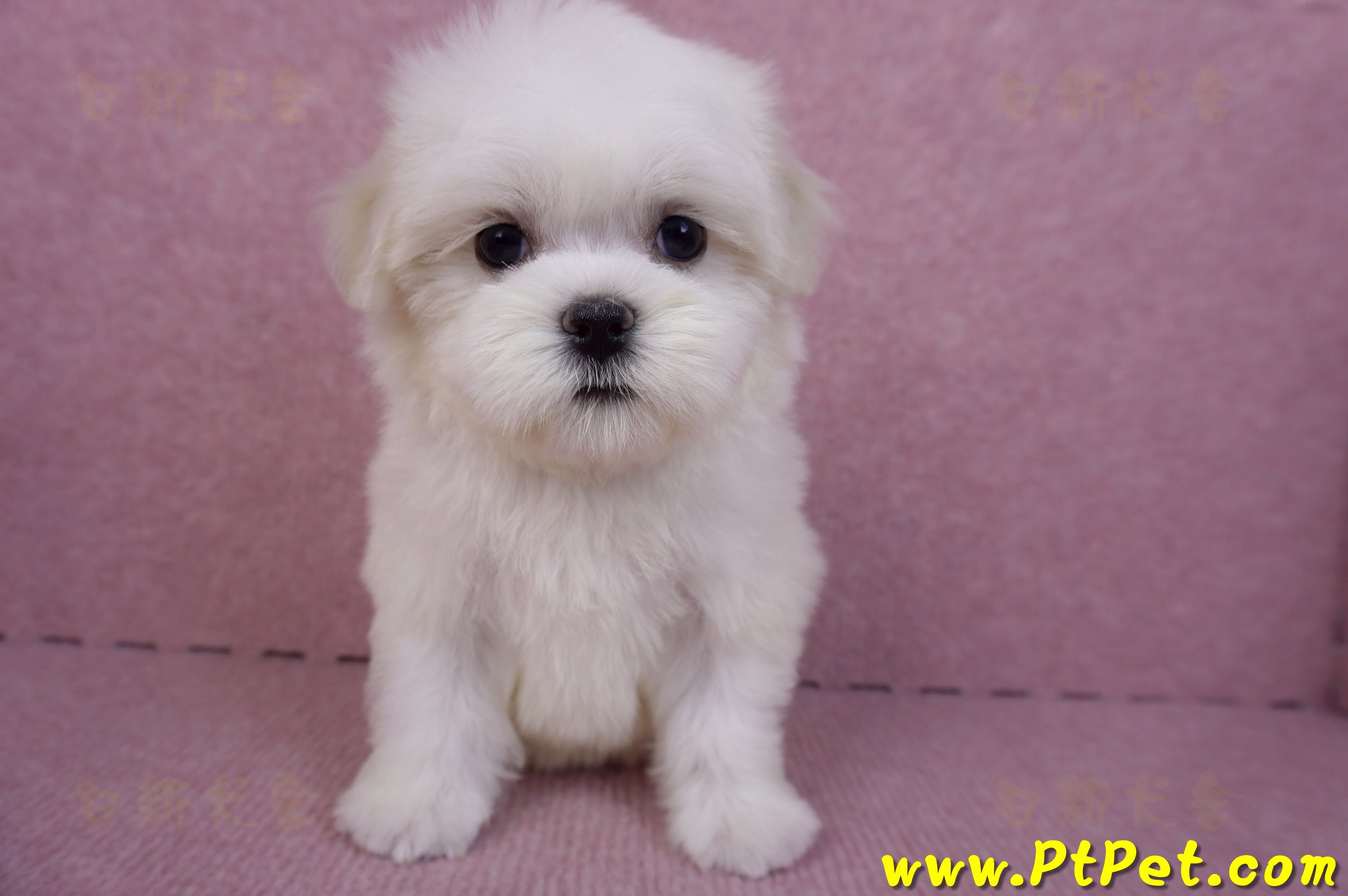 09/21馬爾濟斯母幼犬2號(南投名間)