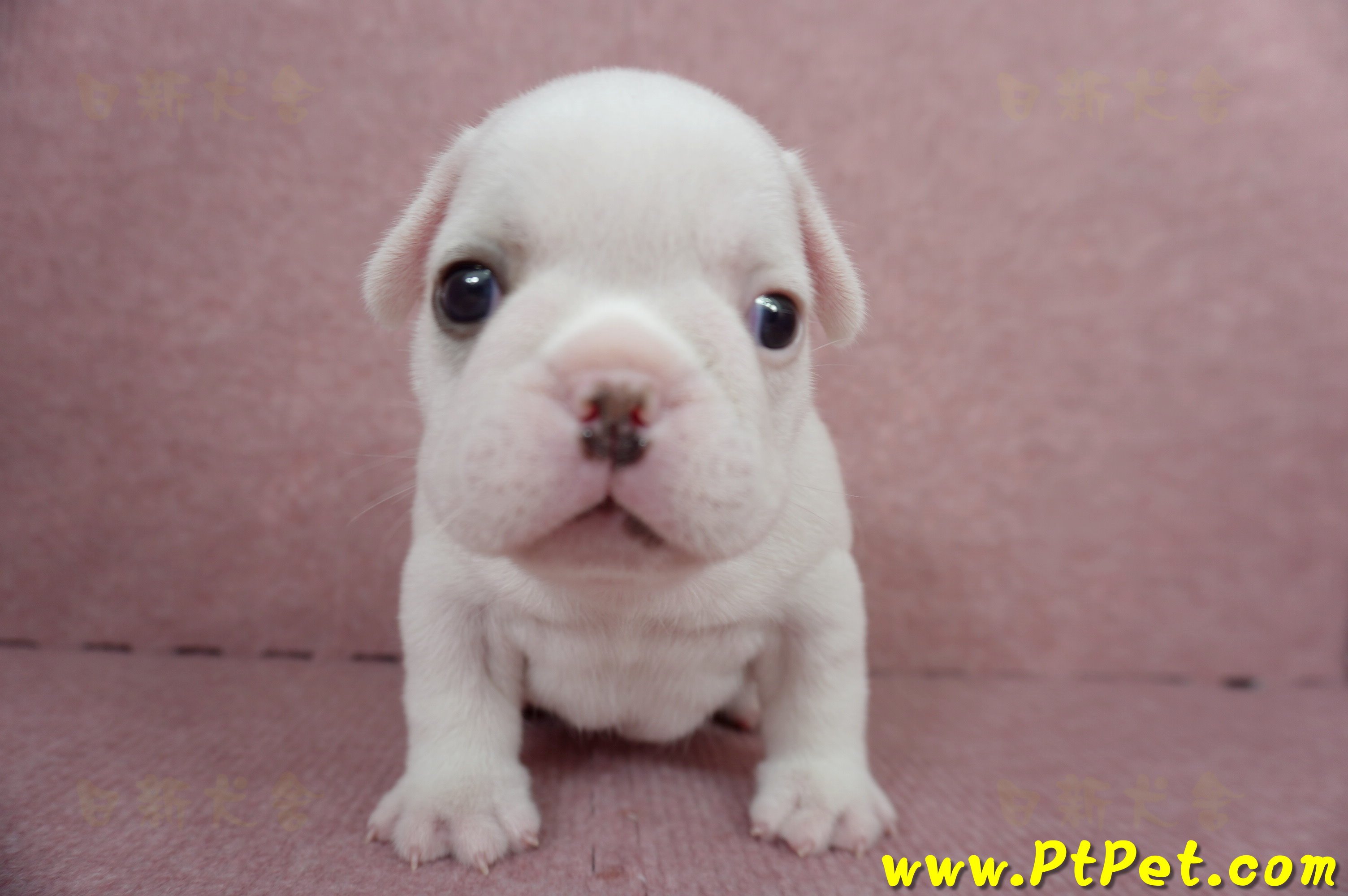 04/18奶白色法國鬥牛公幼犬2號(屏東內埔)