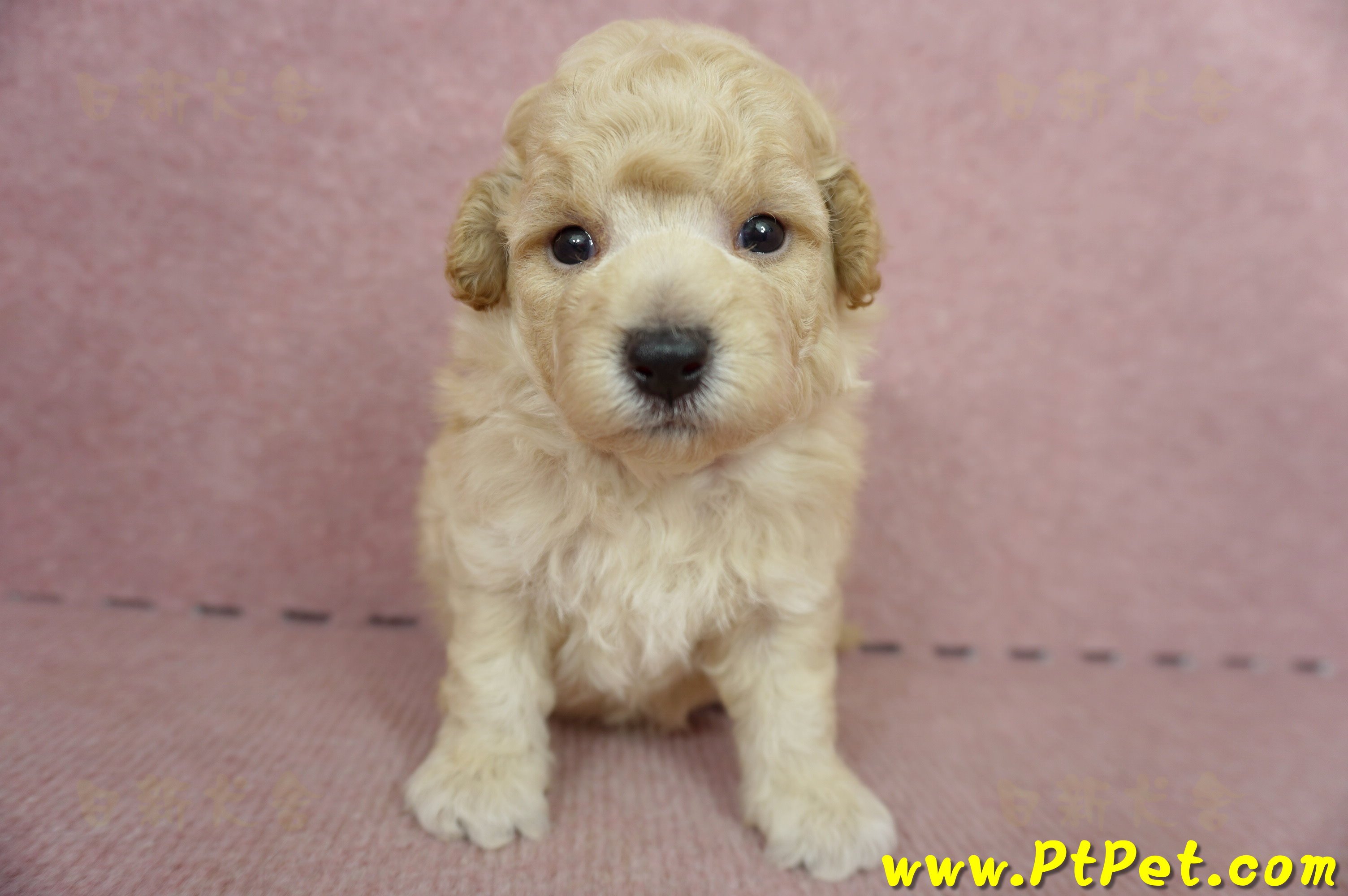 06/04泰迪比熊公幼犬1號(高雄左營店)