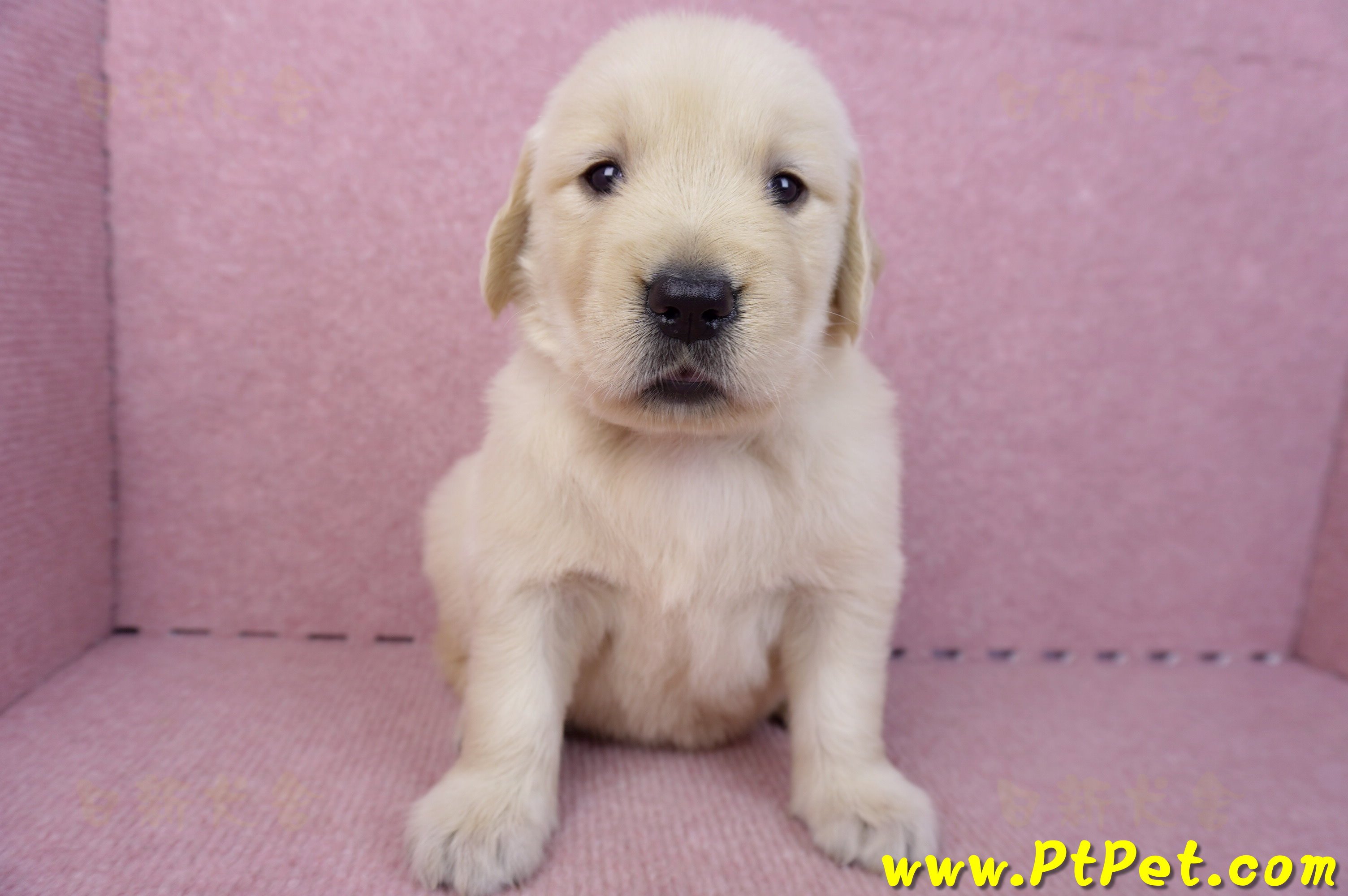 07/18黃金獵犬母幼犬2號(台南東區)