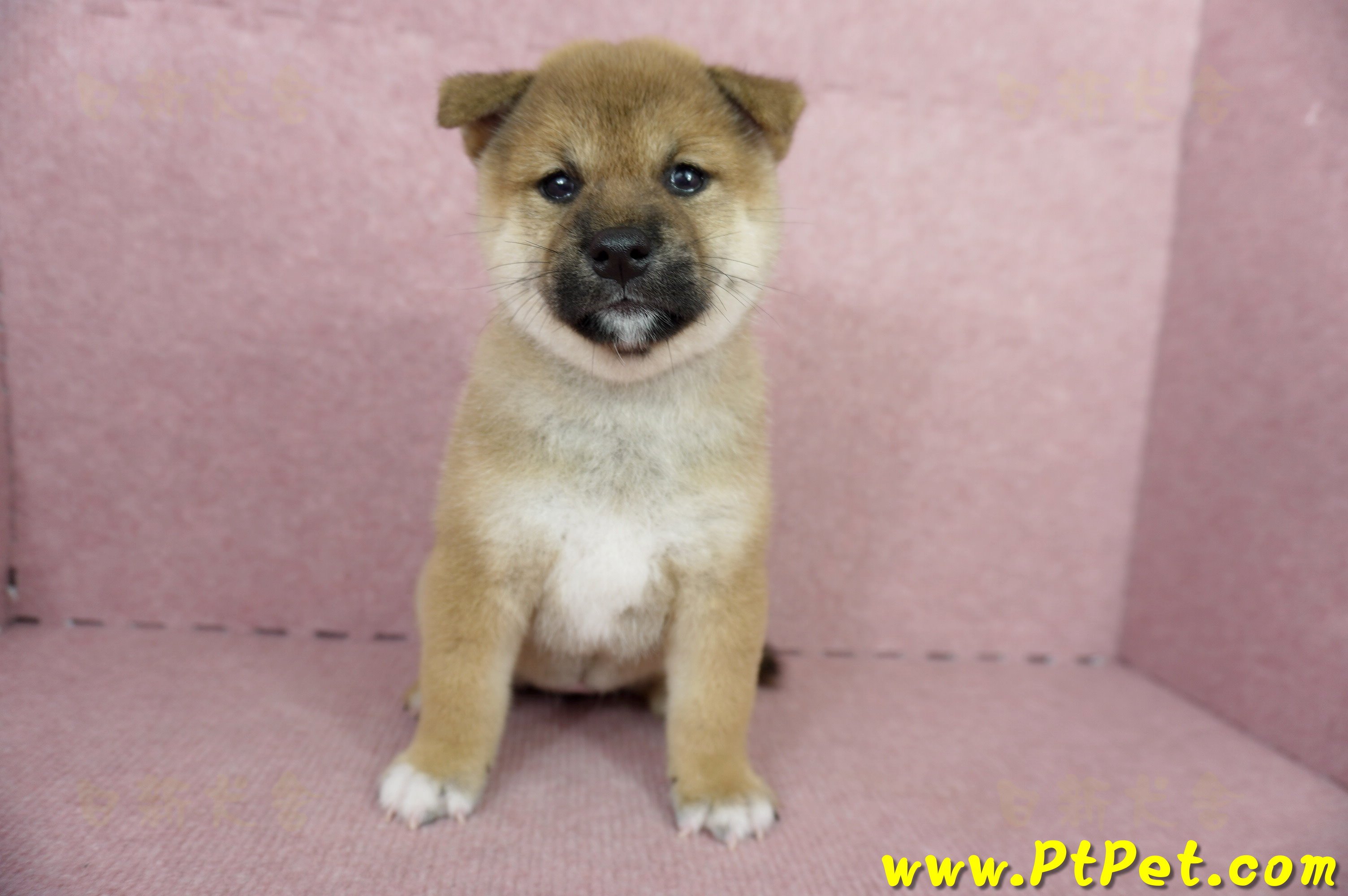 04/29赤色柴犬母幼犬(屏東東港)