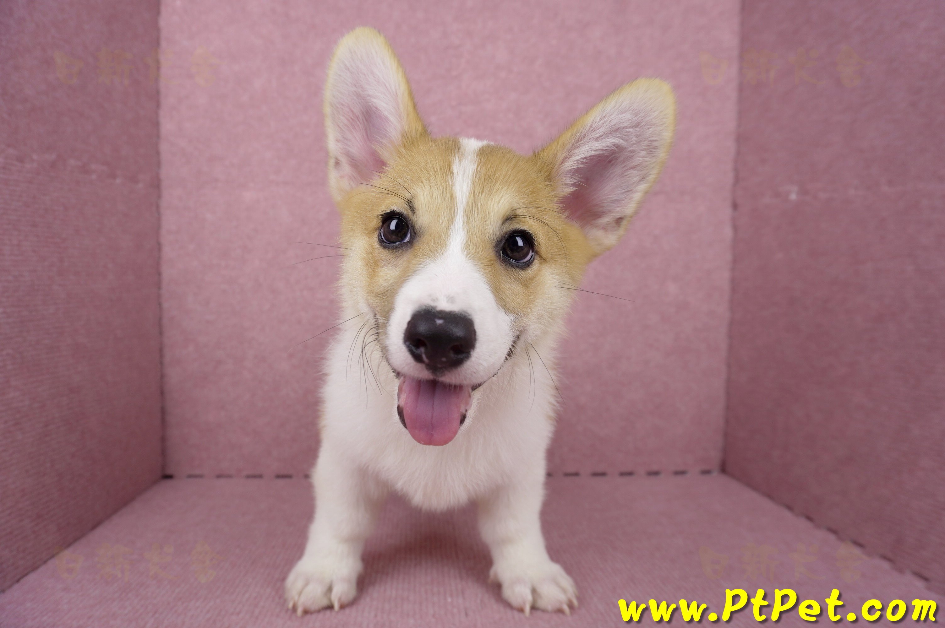 04/28雙色柯基犬公幼犬2號(高雄楠梓)