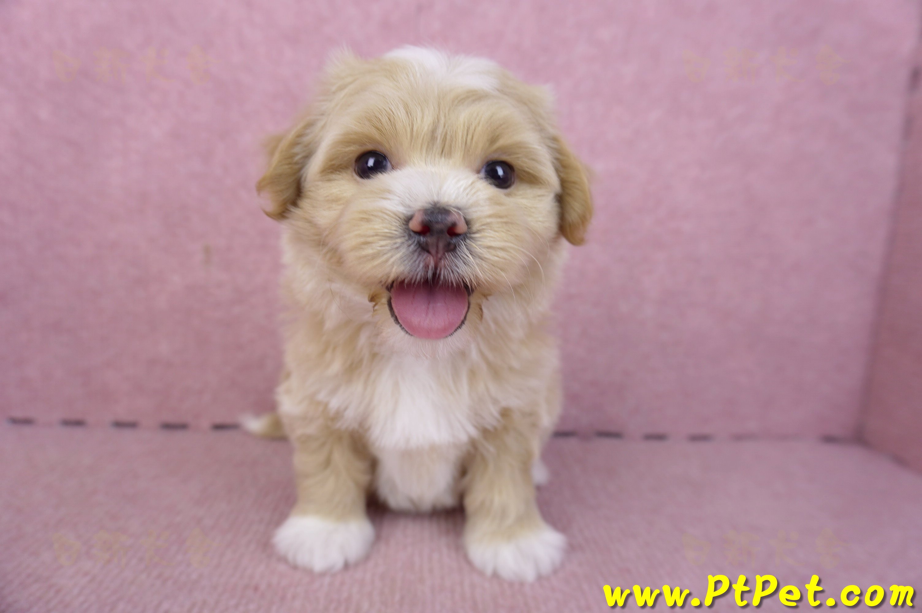 01/30馬爾泰迪公幼犬2號