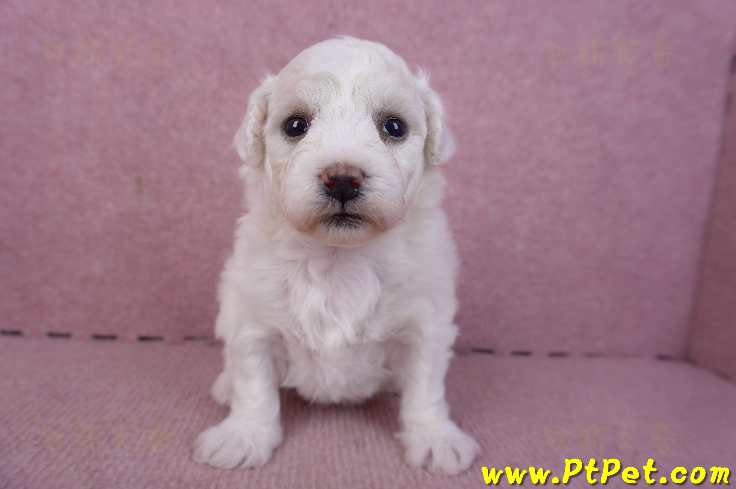 02/14比熊犬母幼犬