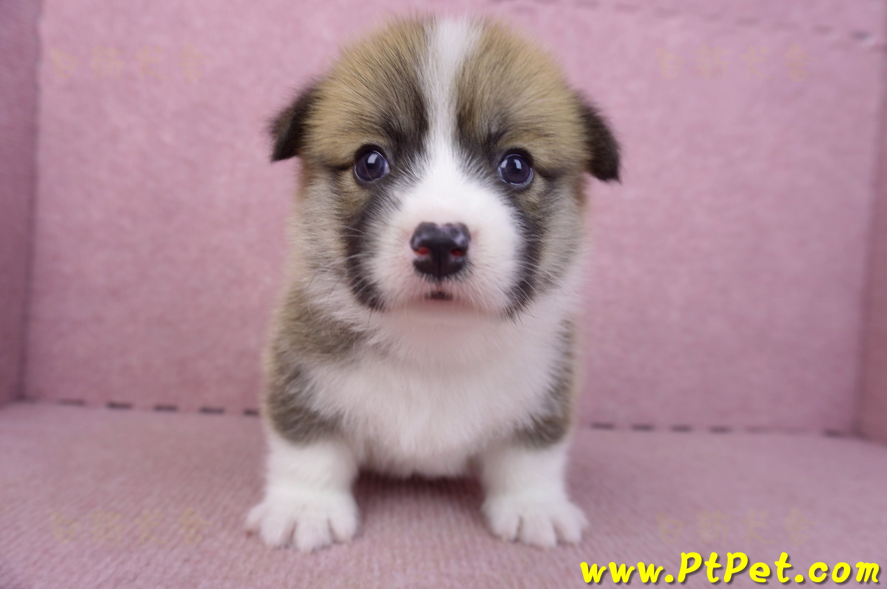 03/14雙色柯基犬母幼犬2號