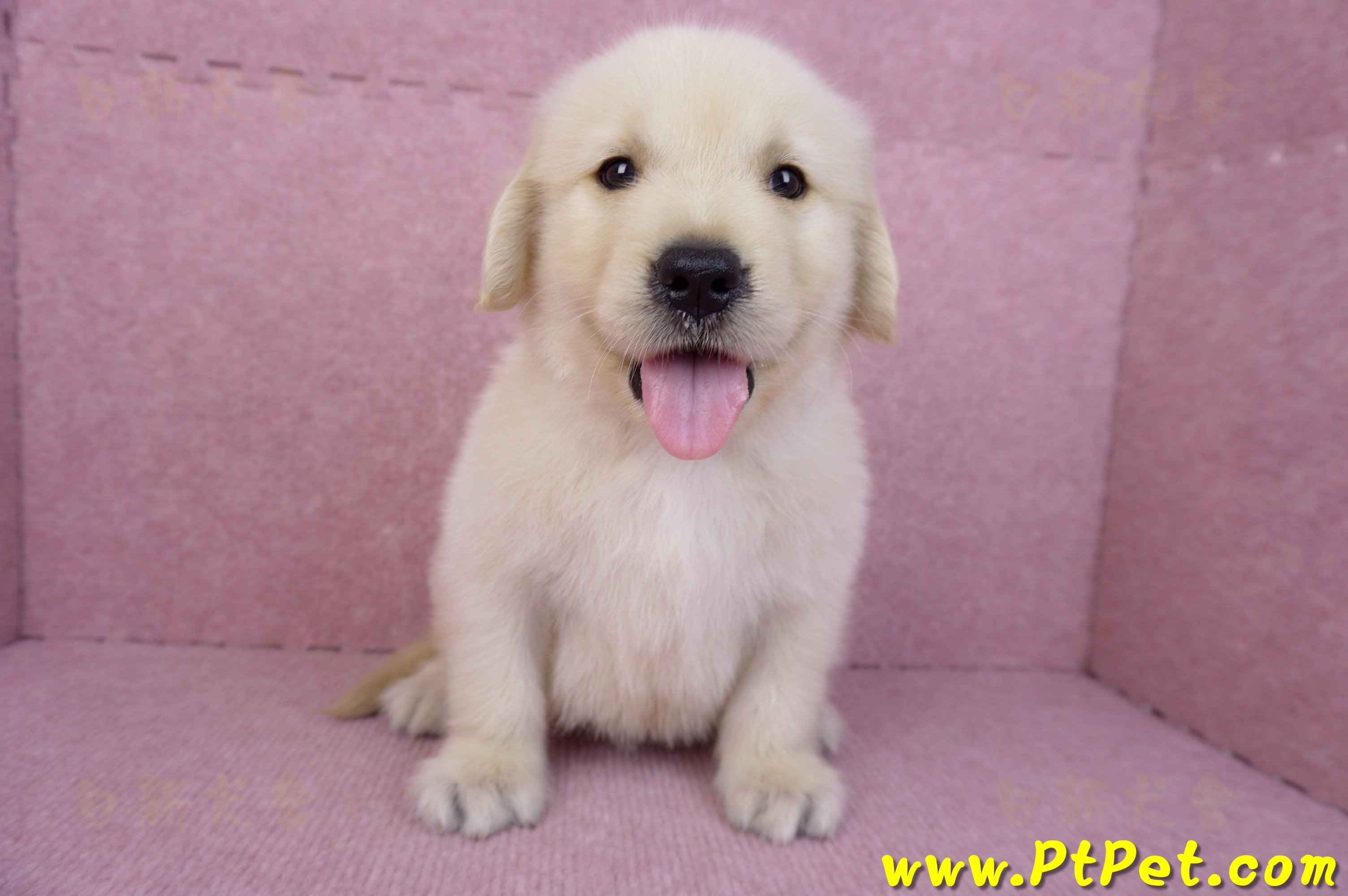 07/18黃金獵犬公幼犬4號(台北)