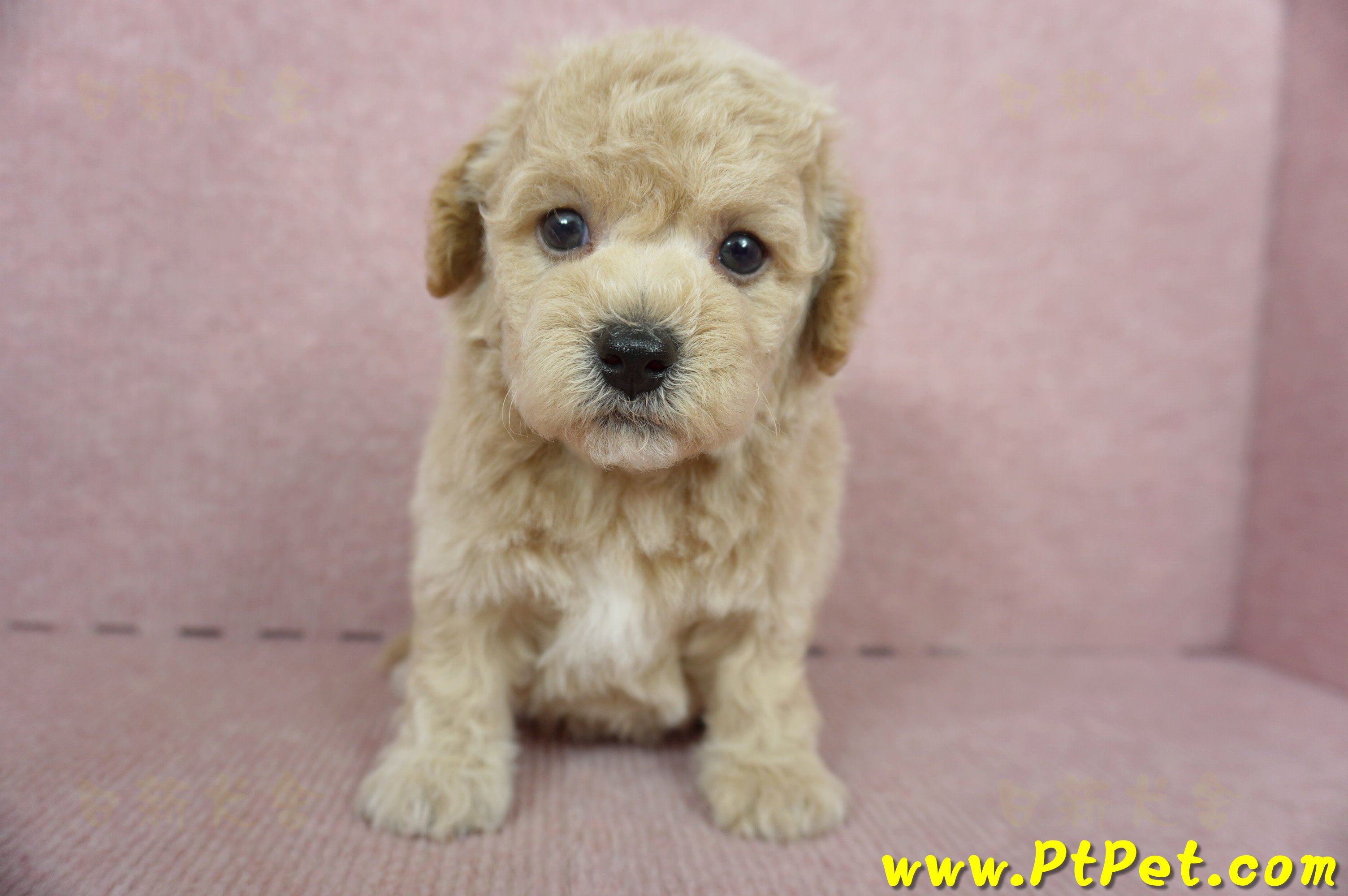 11/08泰迪比熊公幼犬3號(新北新店)