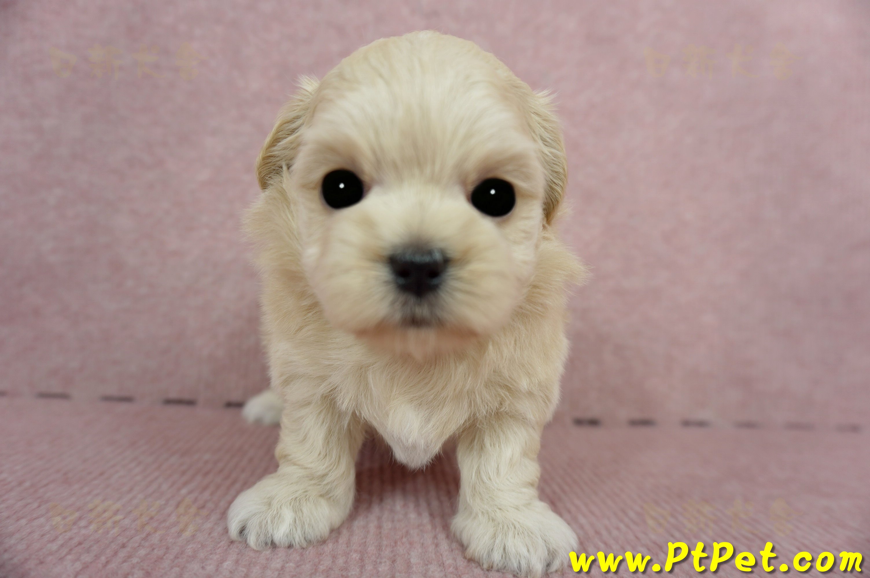 03/21奶油色馬爾泰迪 II 母幼犬1號(新竹市)