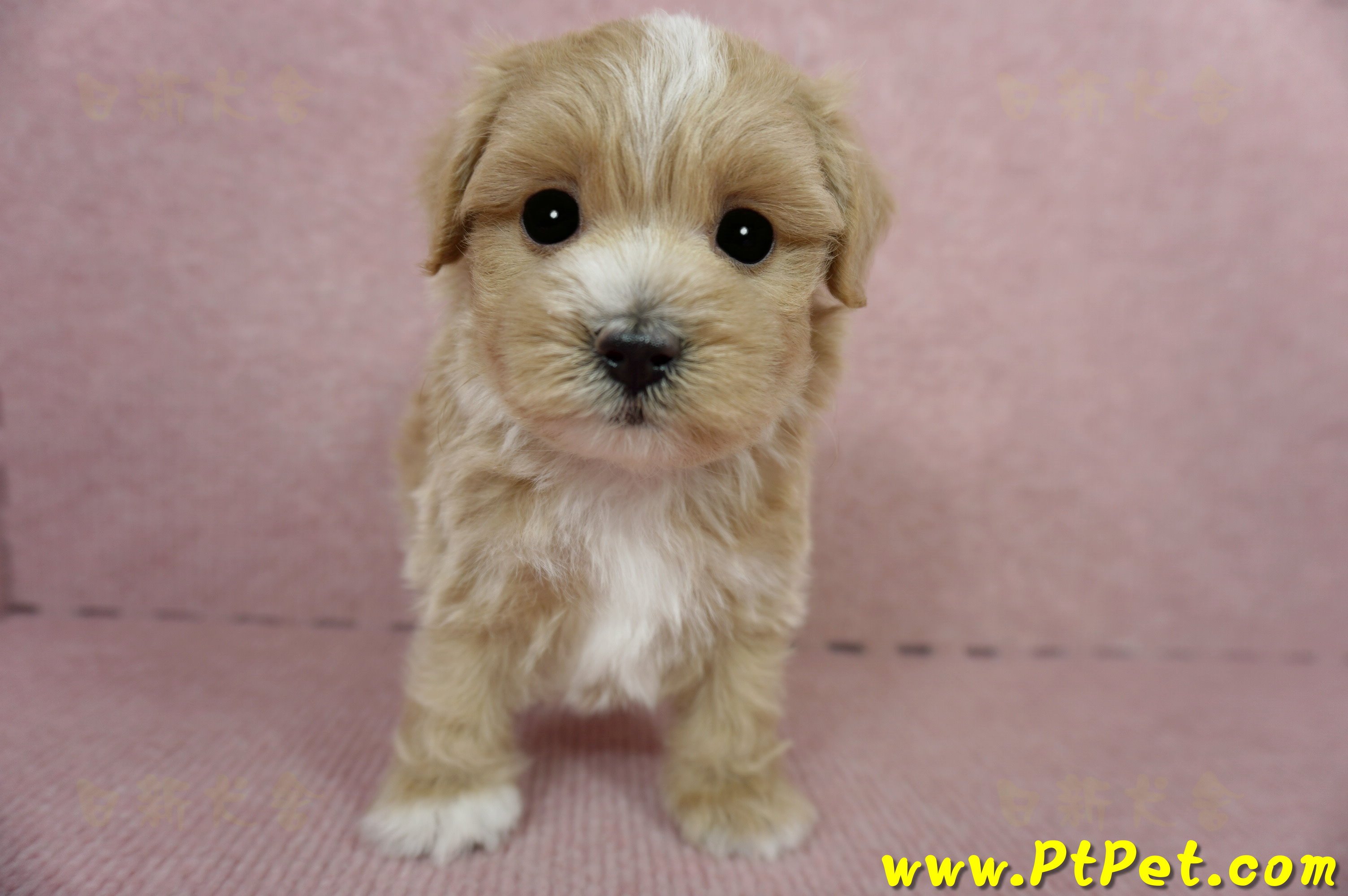 03/21奶油色馬爾泰迪公幼犬(桃園蘆竹)