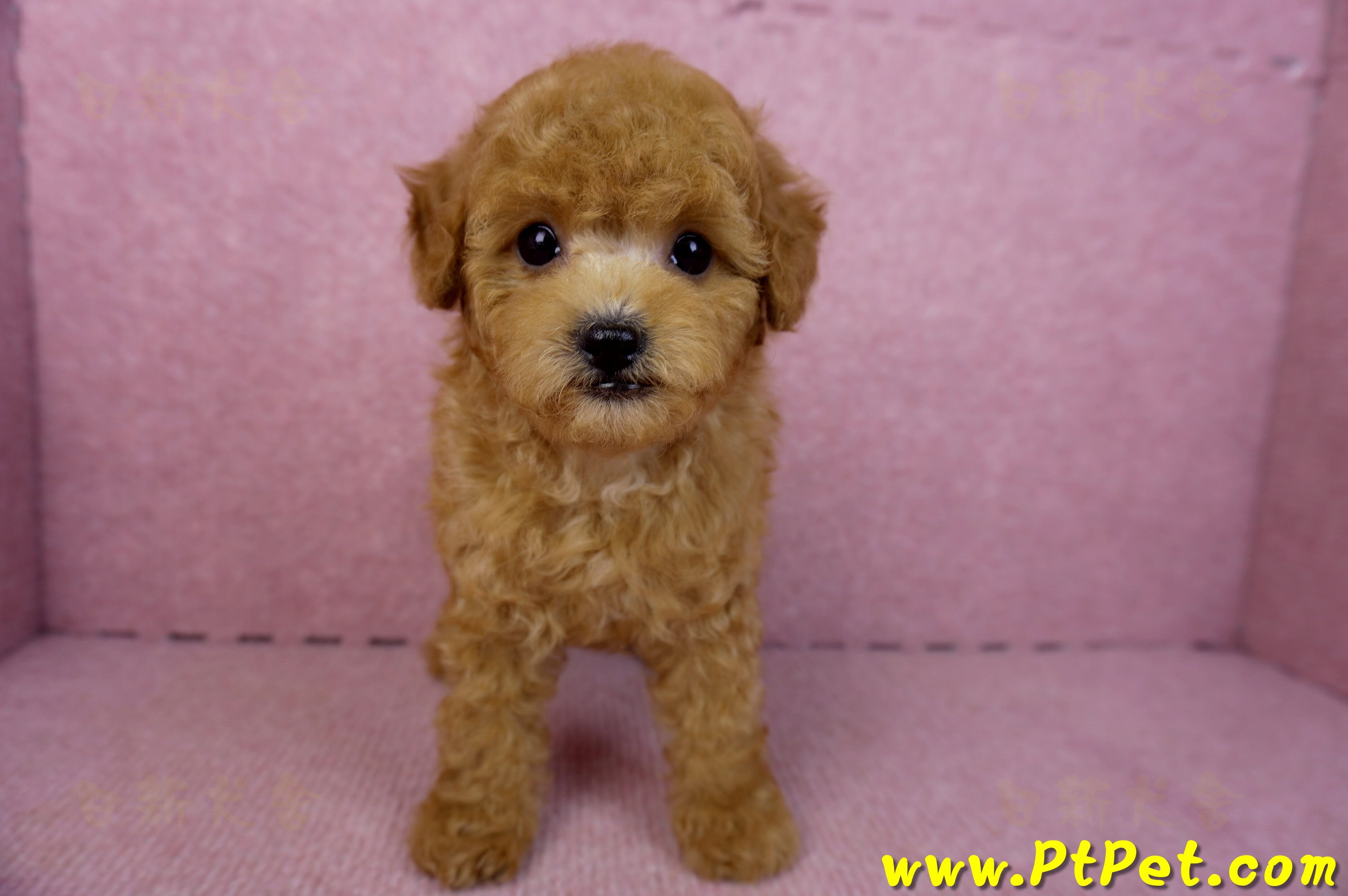 02/11紅貴賓公幼犬