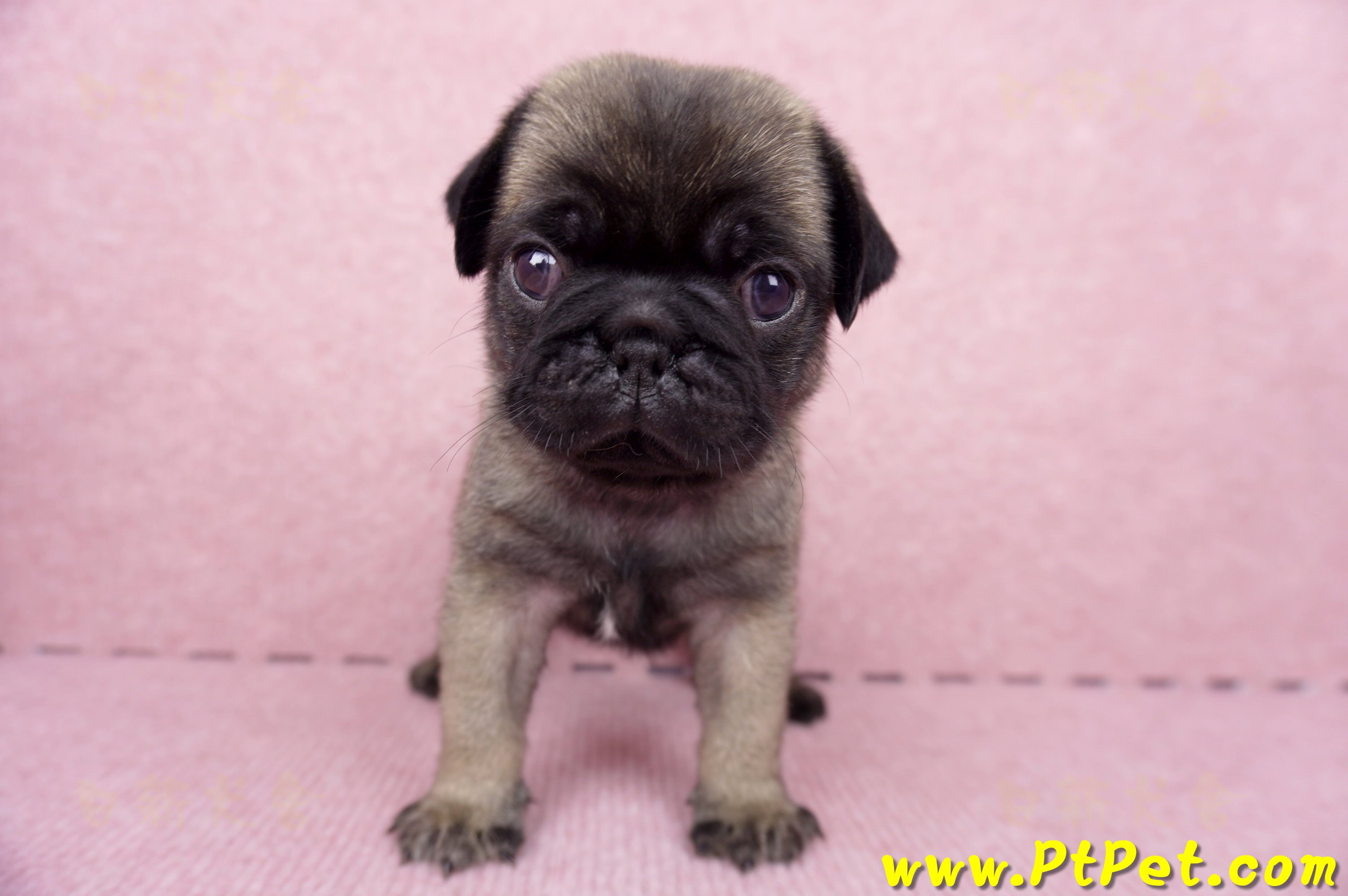 06/23巴哥公幼犬(新竹竹東)